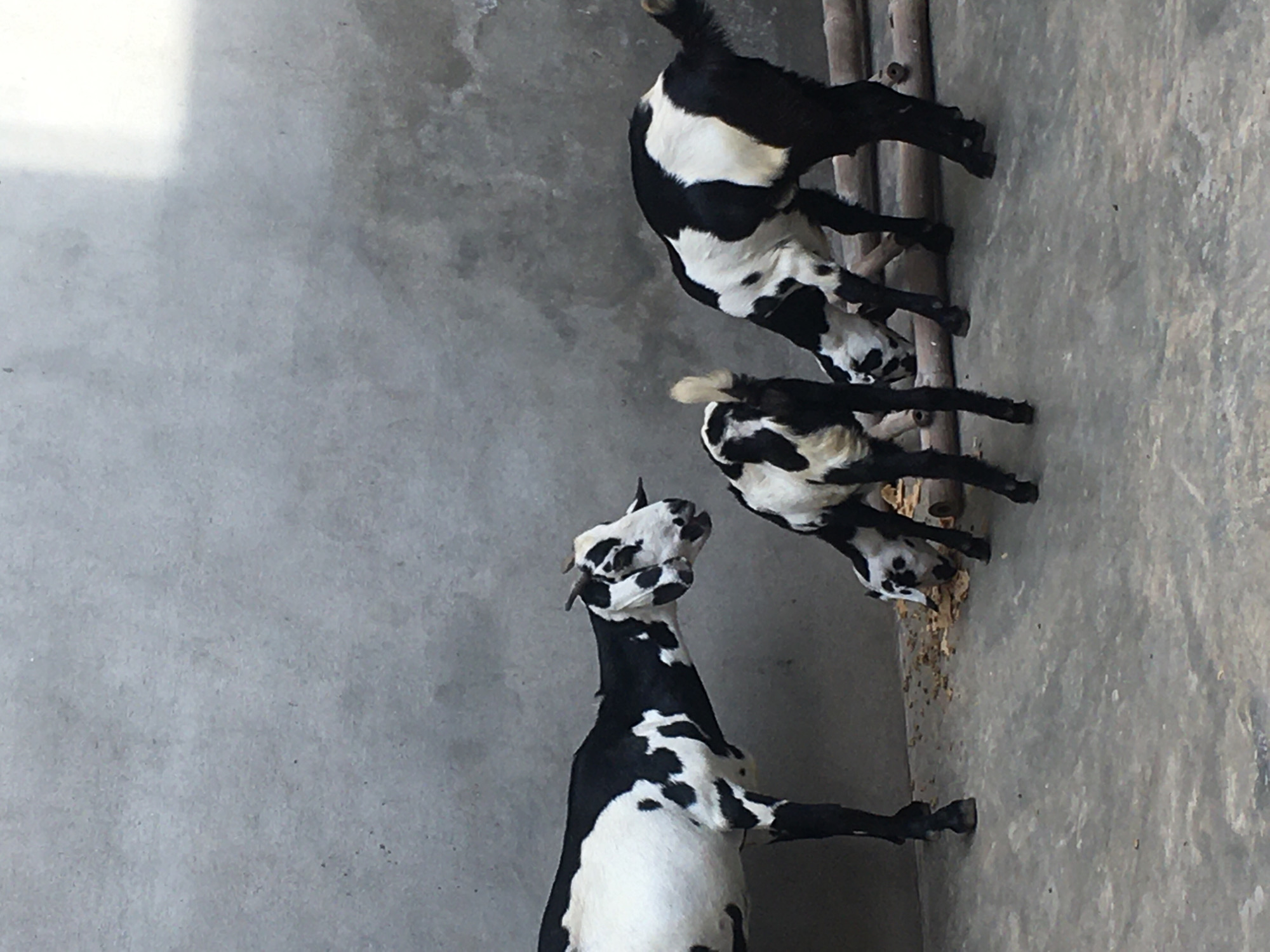 Goats spotted in indoor spaces in Karamsar, Pakistan