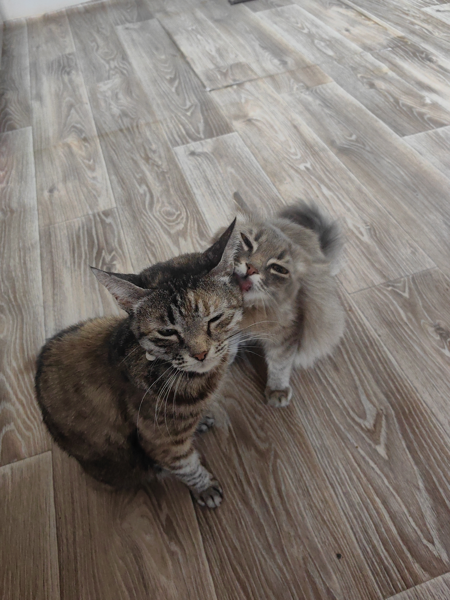 Two cats on a laminate floor, one tabby mid-squint
