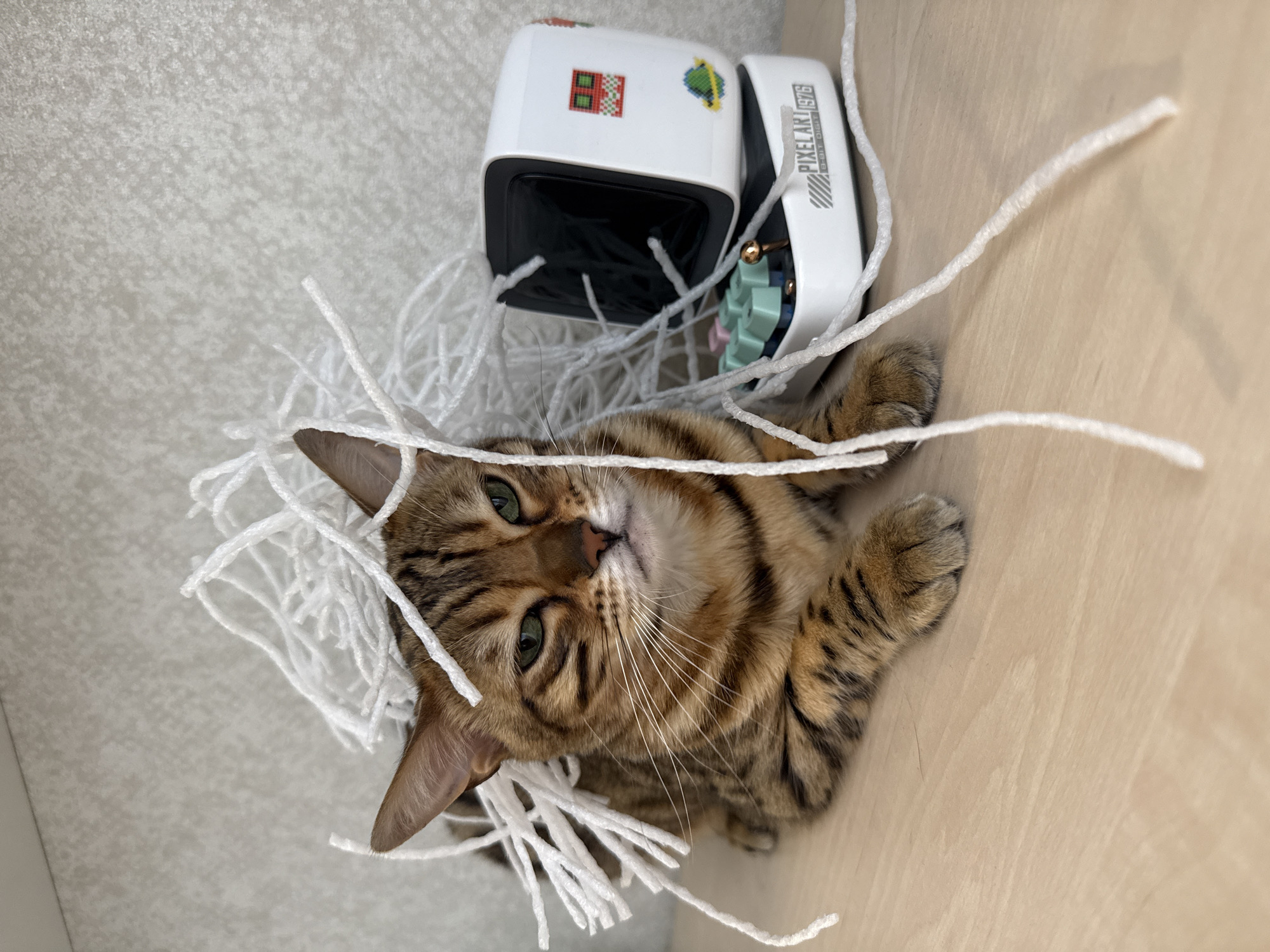 Bengal cats spotted in various indoor locations