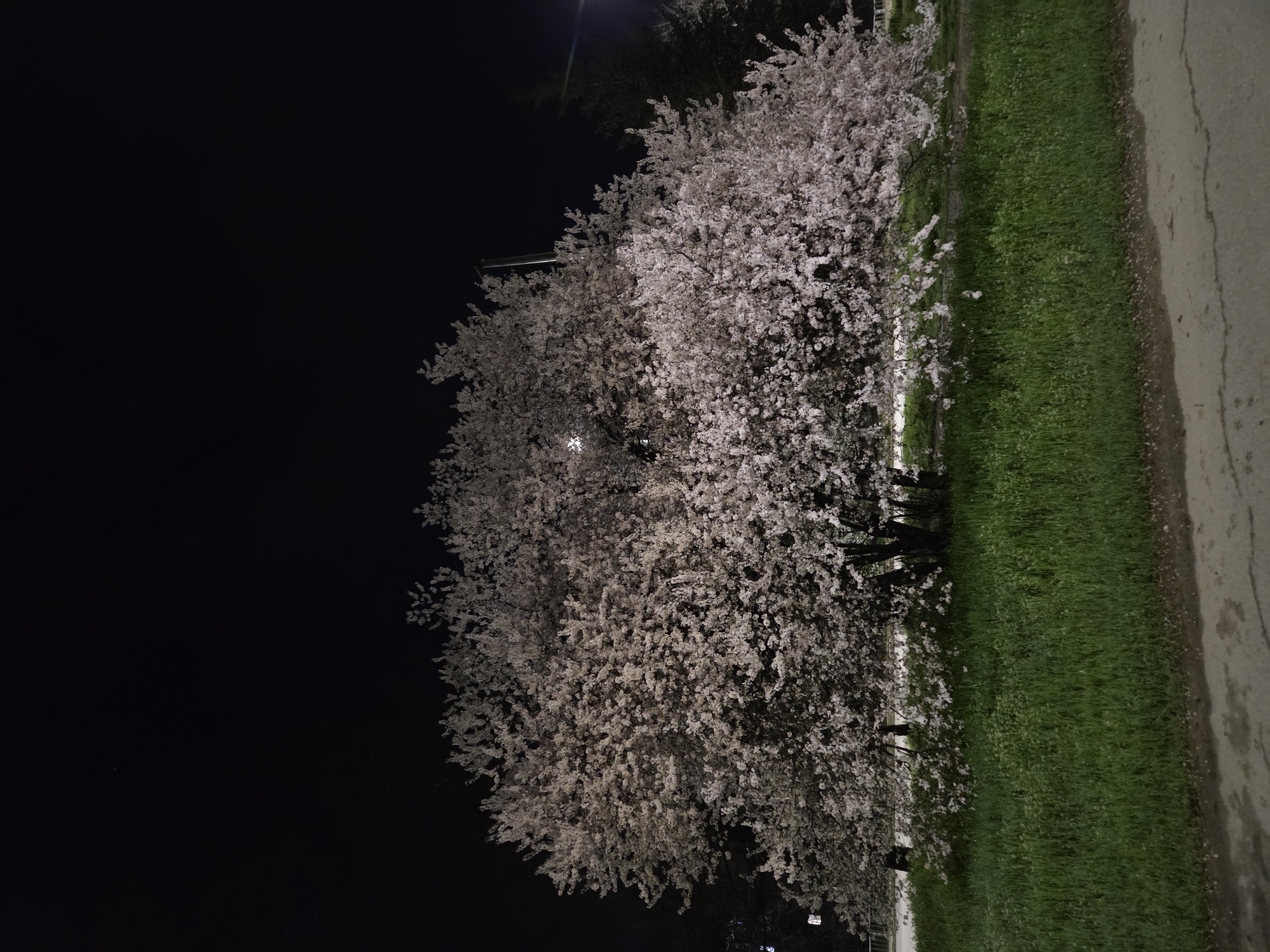 Evening scenes captured in Pleven: blooming trees, children, park dog