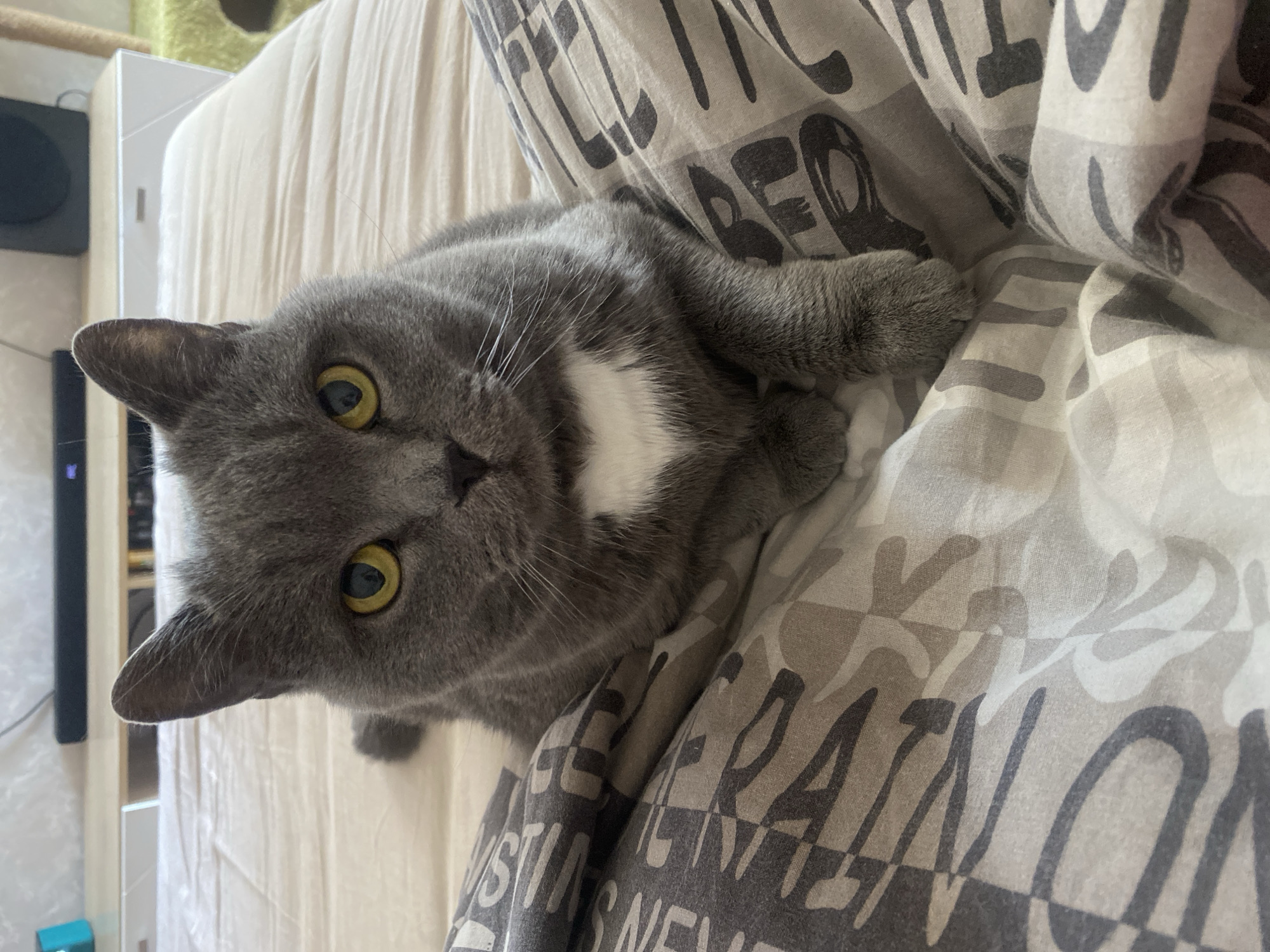 Cat rests on bed in Izhevsk home
