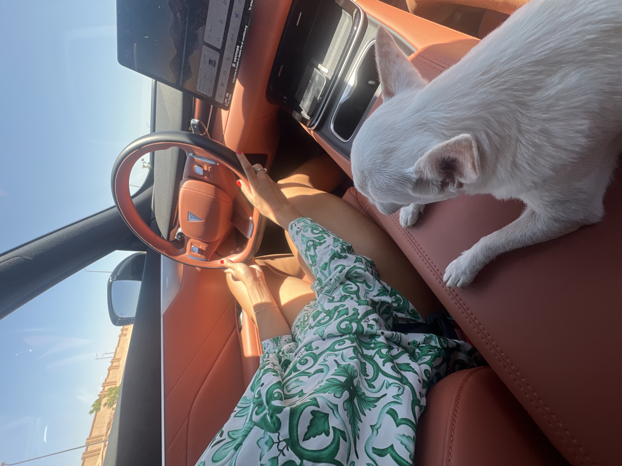 Chihuahua rides shotgun in a Sharm El Sheikh car