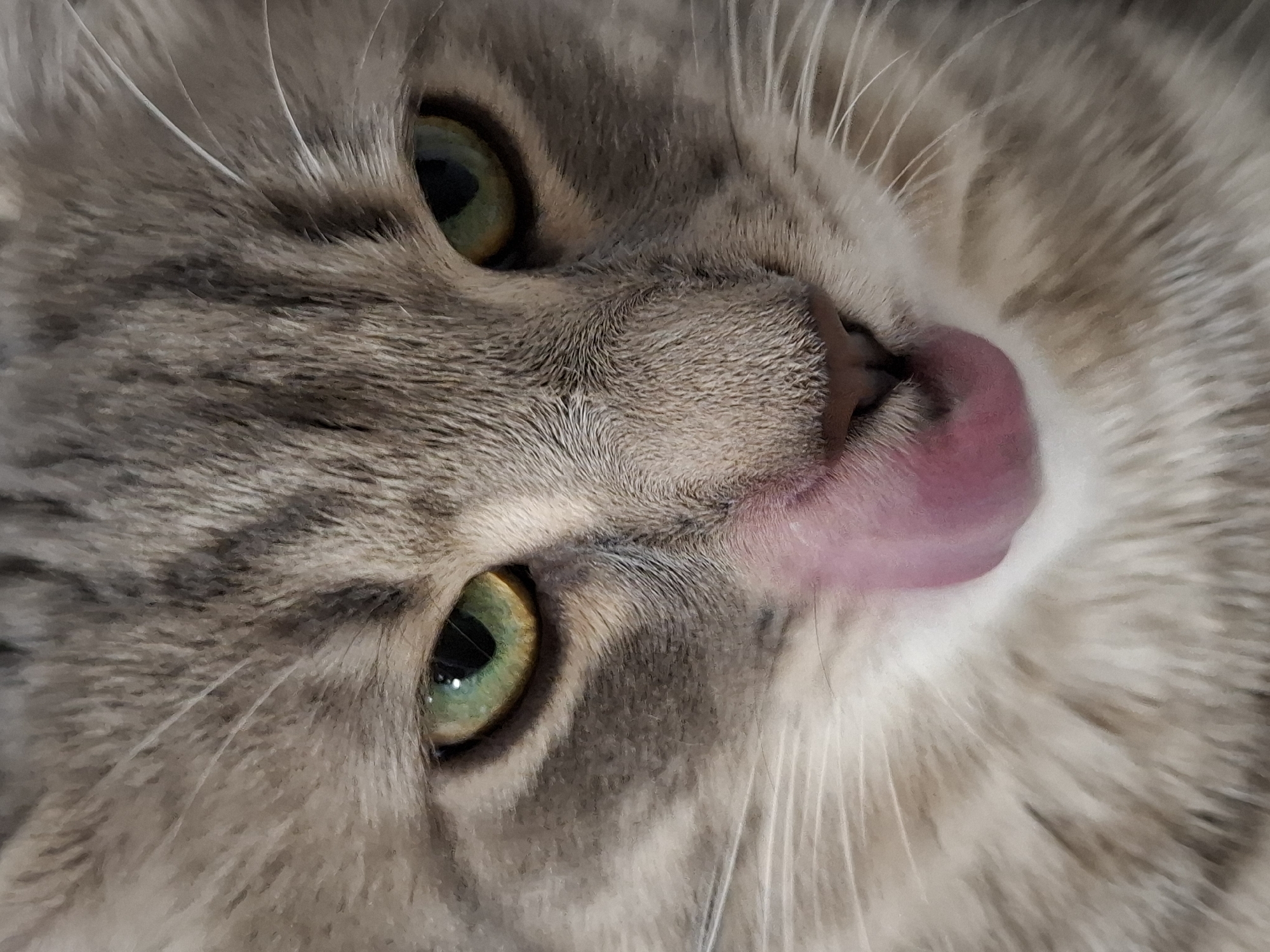 Gray tabby cat photographed in close-up session in Novi Sad
