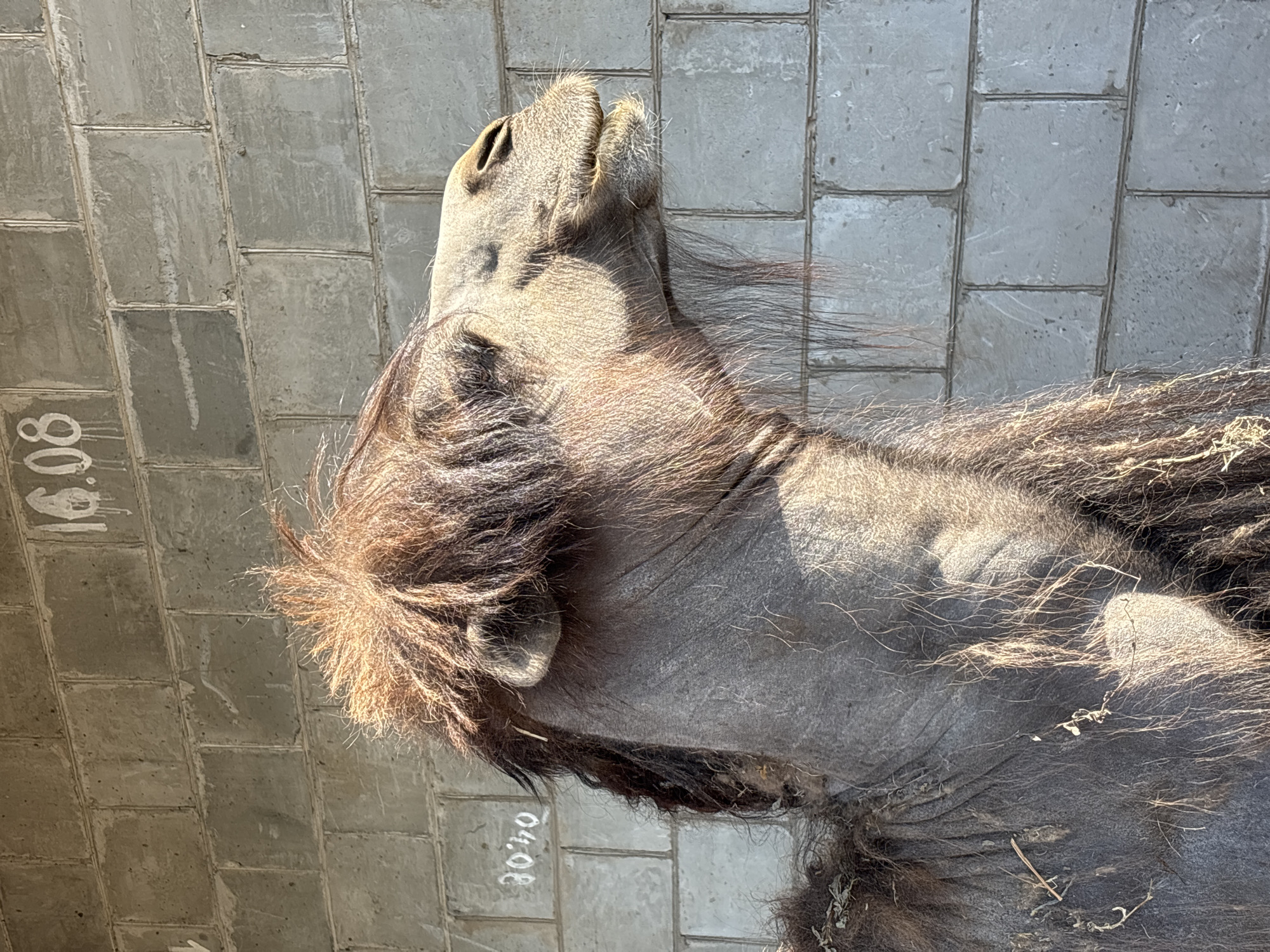 Bactrian camels observed resting in Perm enclosure