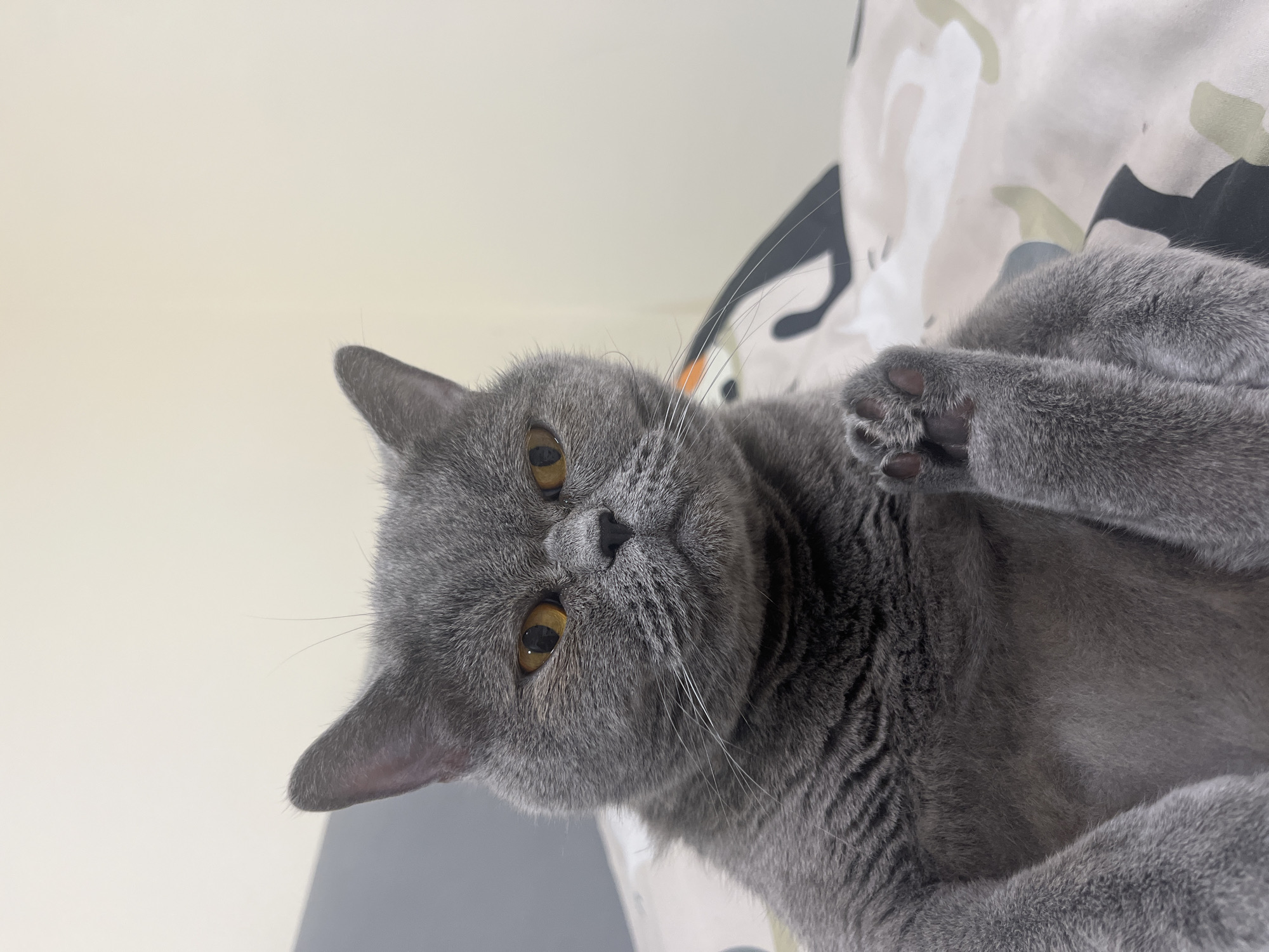 British Shorthair cat relaxing on patterned beds in Saint Petersburg
