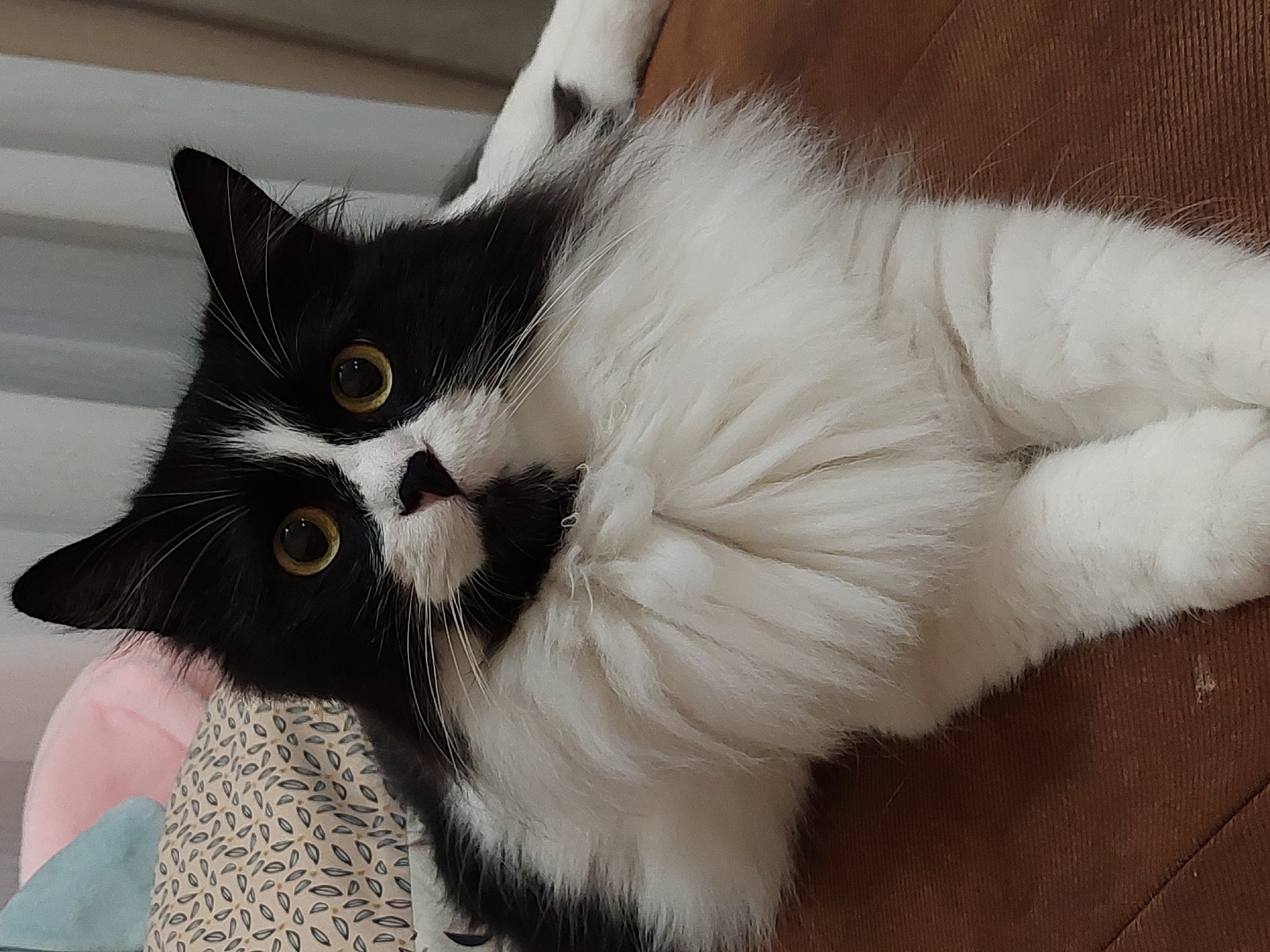 Plovdiv resident documents afternoon with fluffy cat companion