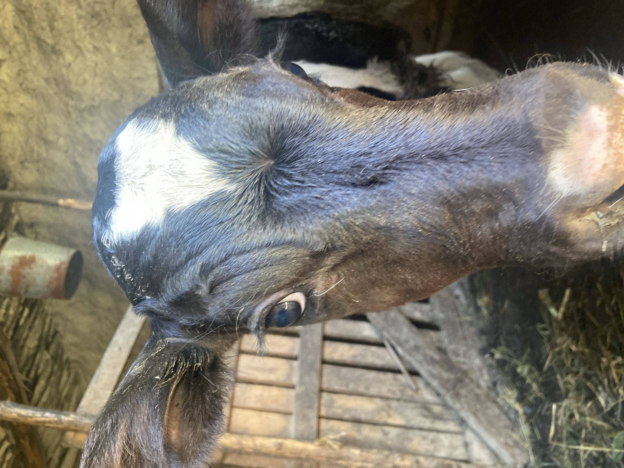 Barn calf with heart-shaped marking gets some close attention
