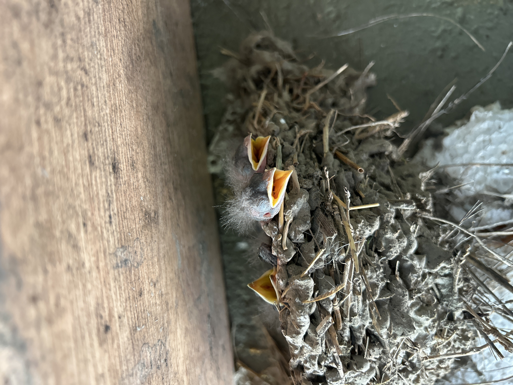 Swallow chicks await feeding in nest in Milkovitsa, Bulgaria