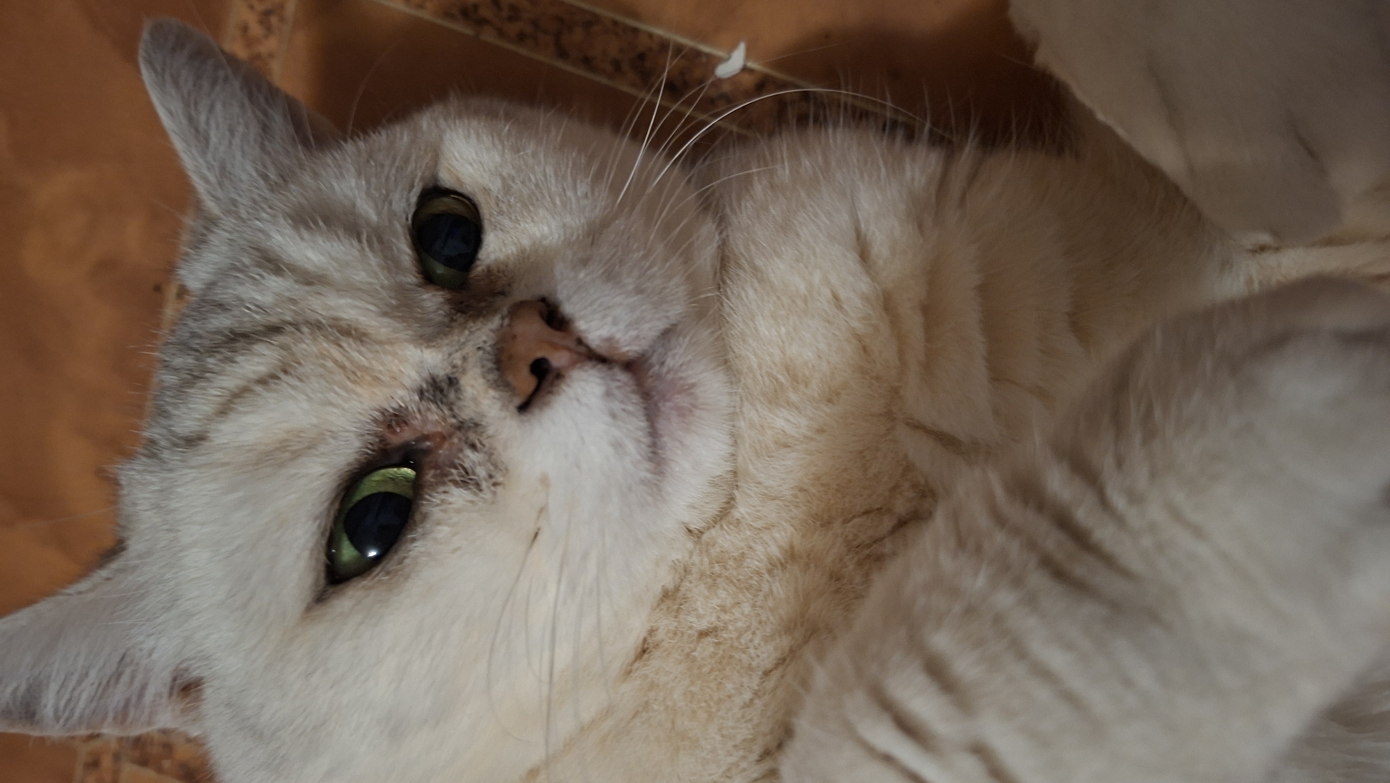 Evening scenes captured in rural Belarus village include cat, car