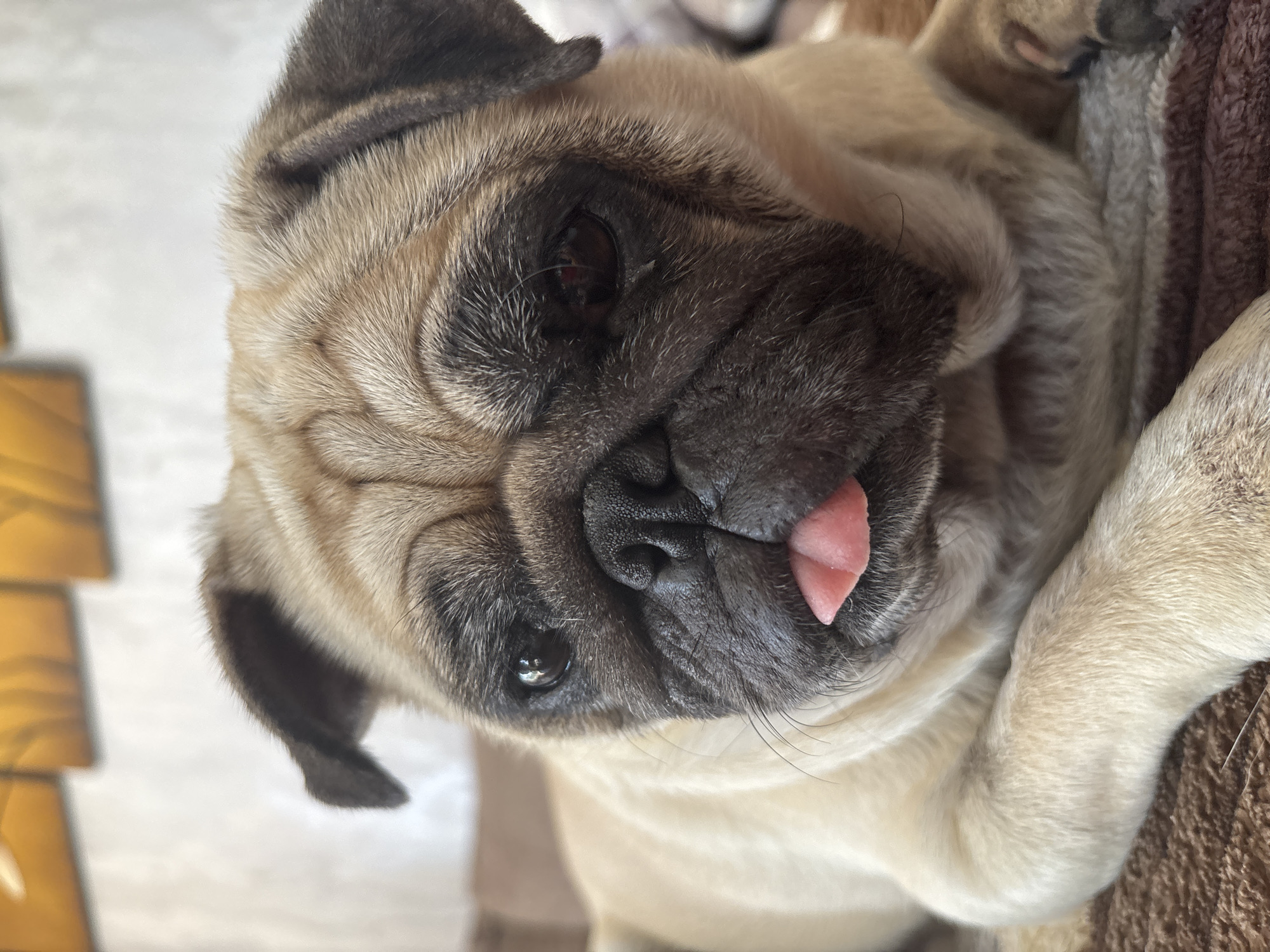Sochi afternoon: pug antics, city architecture, and pink outfits