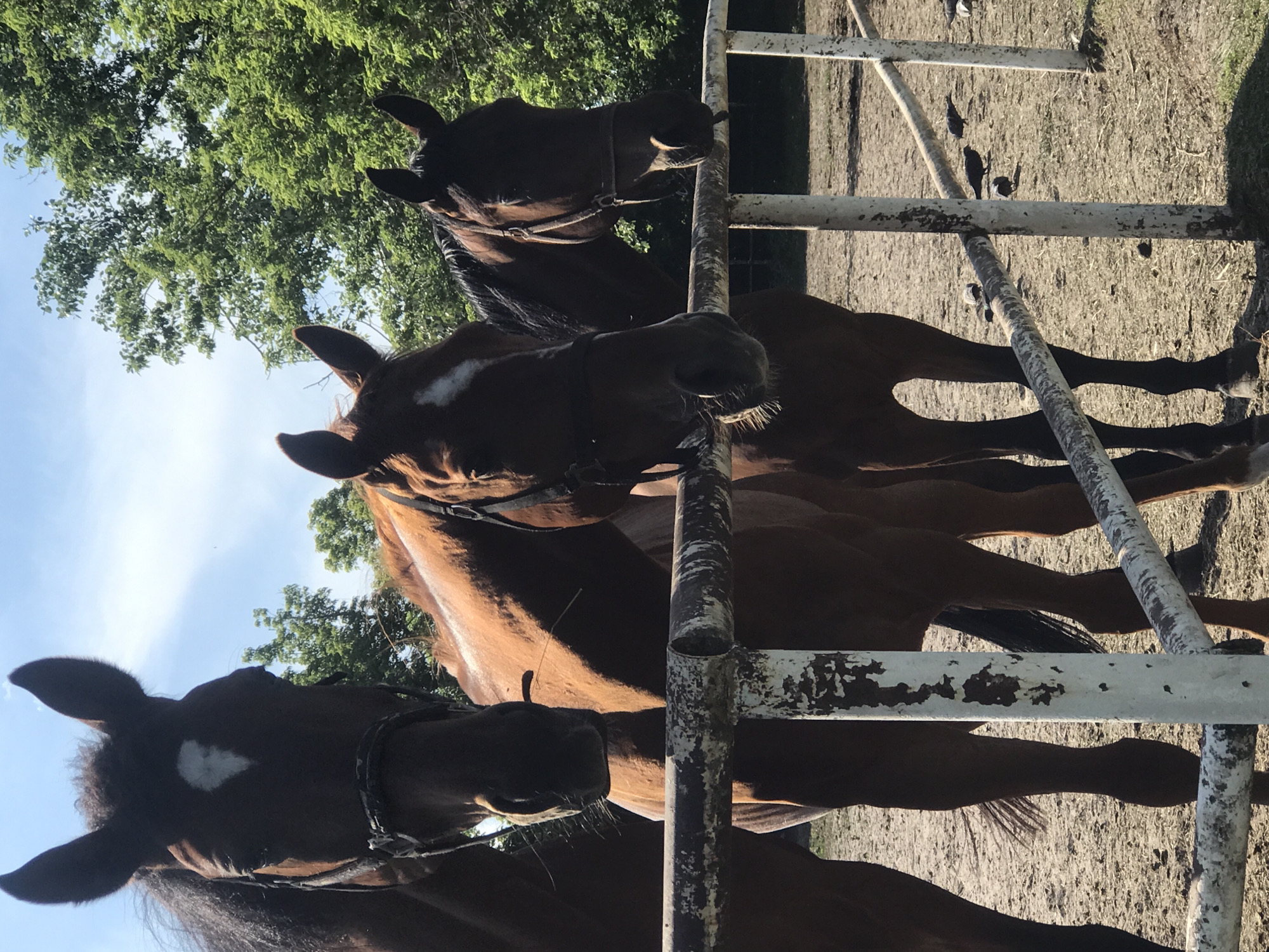 Three horses spotted in outdoor enclosure in Kharkiv
