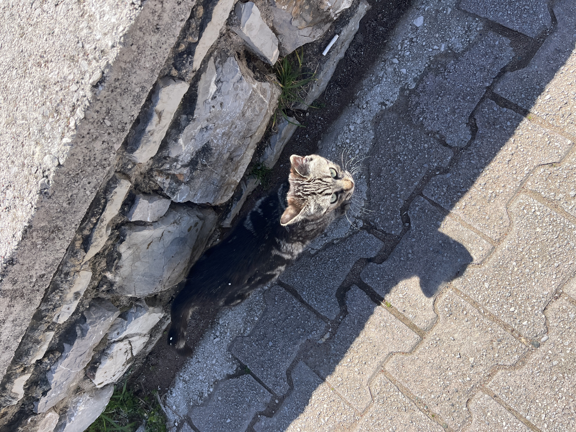 Tabby cat spotted near stone wall in Boreti, Montenegro