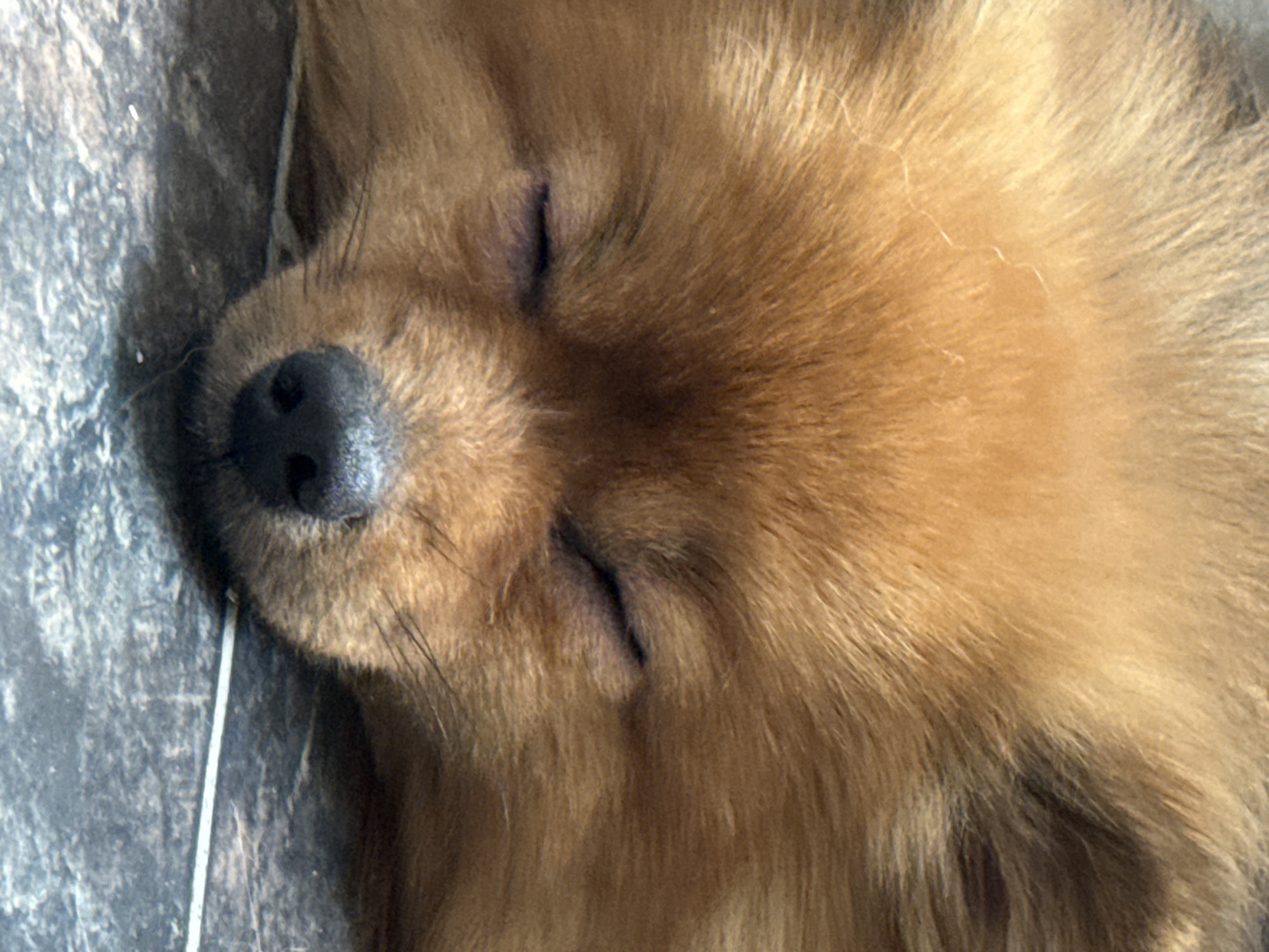 Dogs napping and metro life at Khimki, Russia