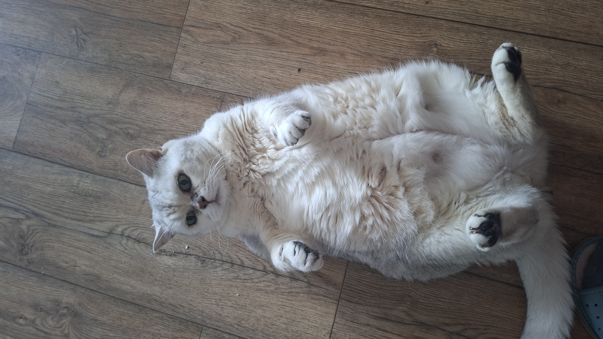 Cats, selfies, and a quiet afternoon in Myadzyel