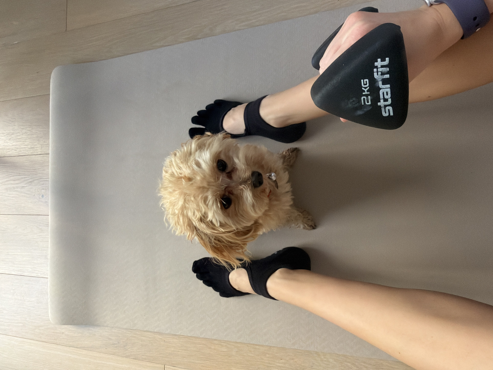 Cavapoo dog joins owner's yoga session in Moscow