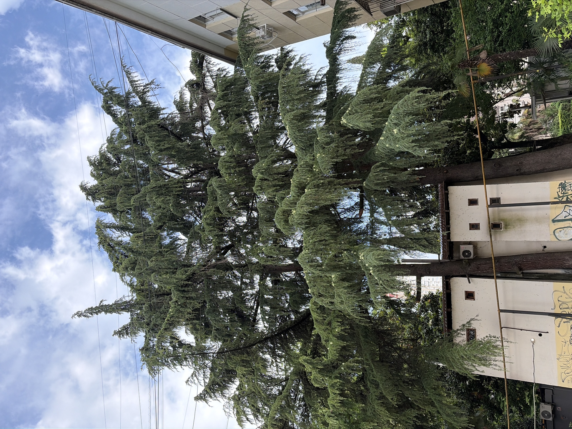 Subtropical greenery and park life in a Sochi neighborhood