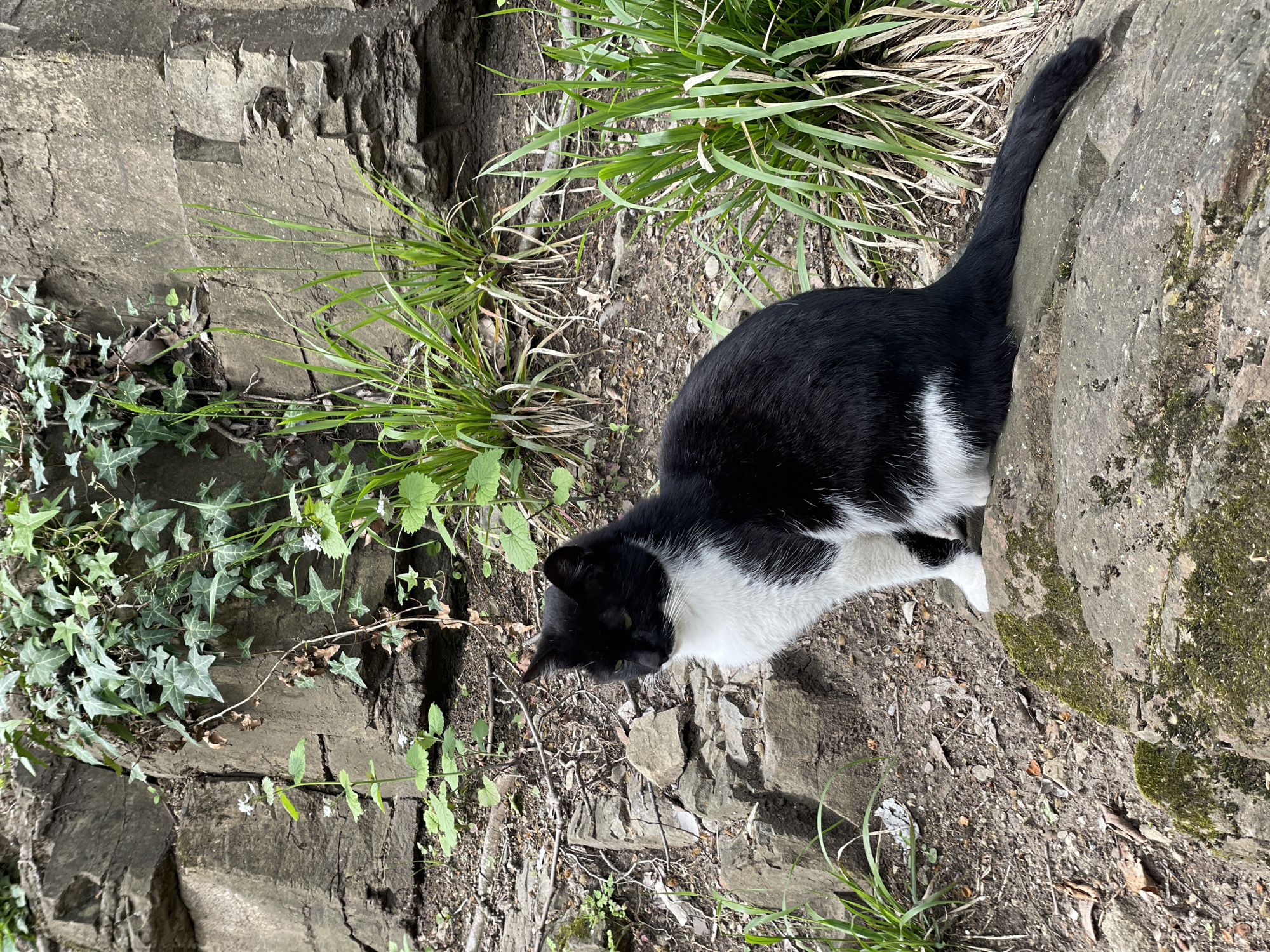 Tuxedo cat spotted near wooden cabin in Tbilisi