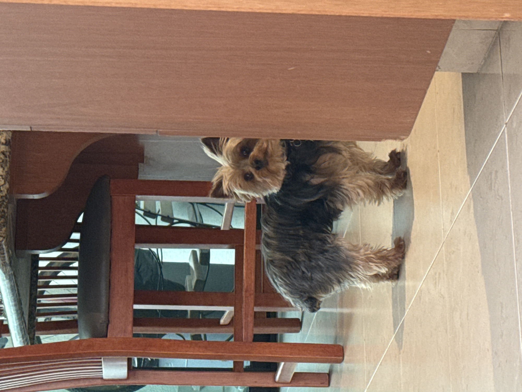 Yorkshire Terrier spotted in indoor domestic setting in Mexico