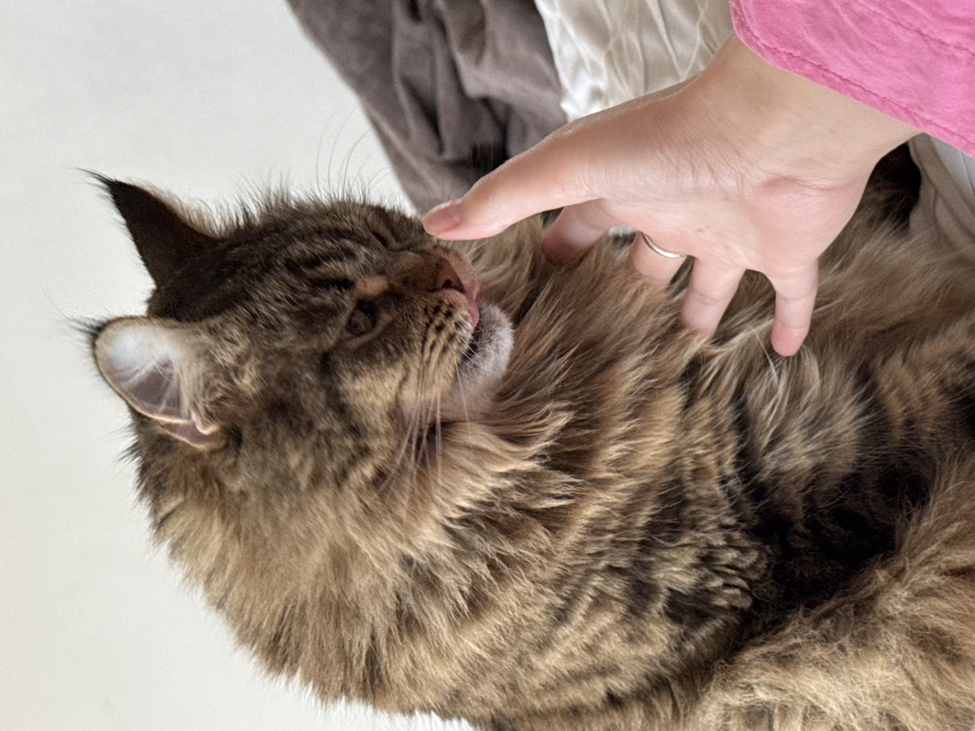 Domestic moments with woman and tabby cat documented in Izhevsk