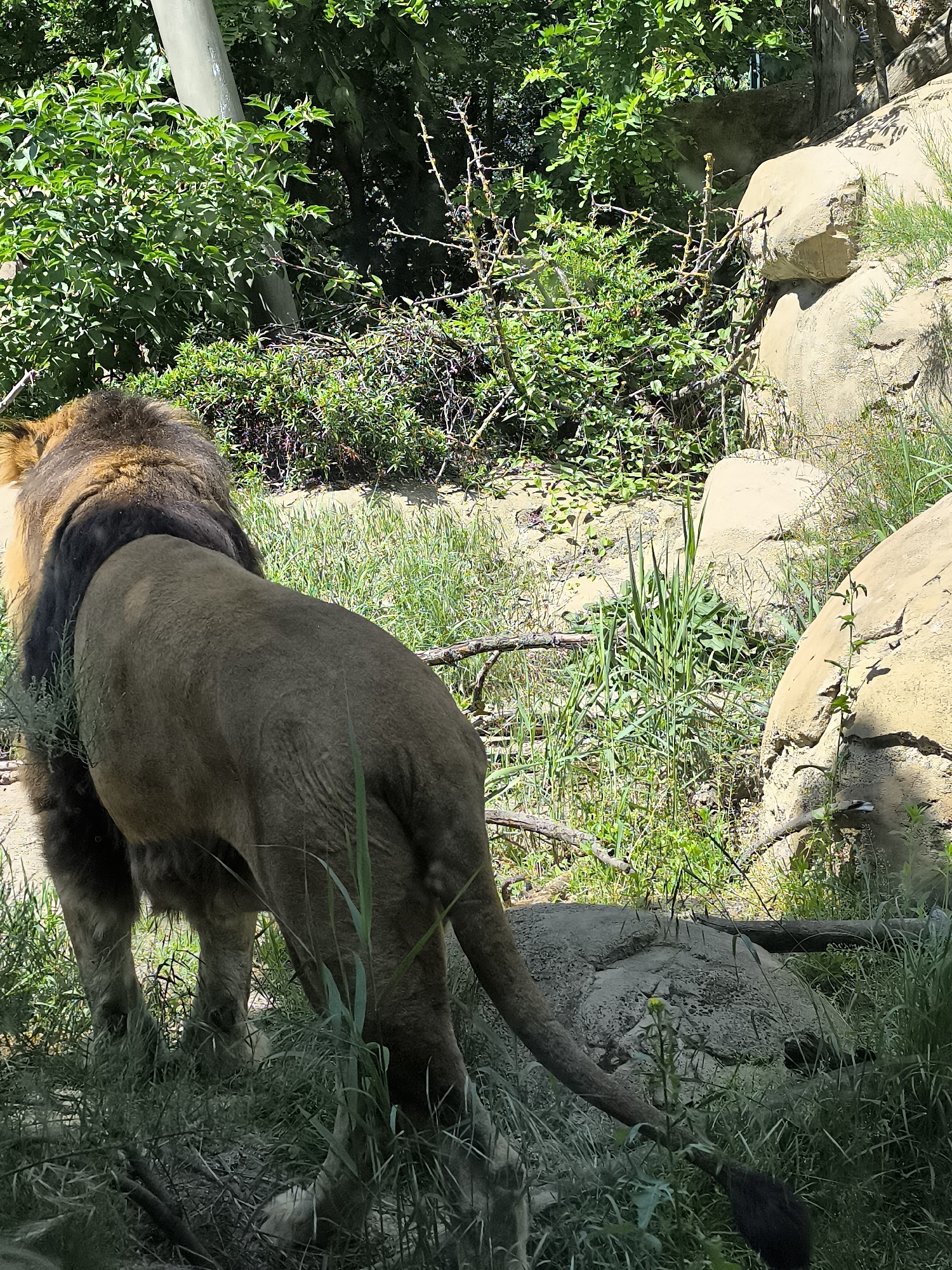Vienna zoo visitors document diverse wildlife during morning visit