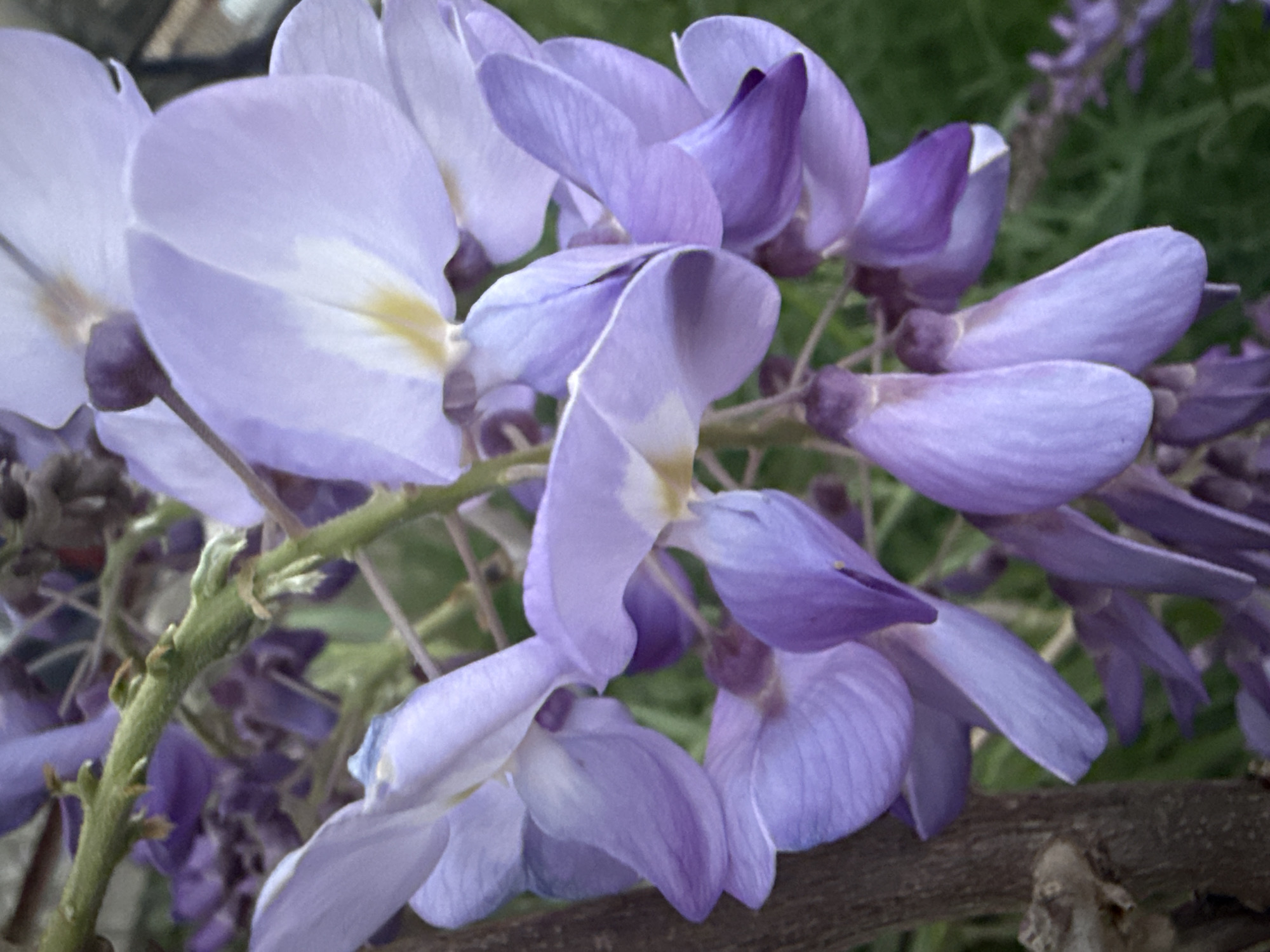 Spring scenes and urban life documented in Alanya