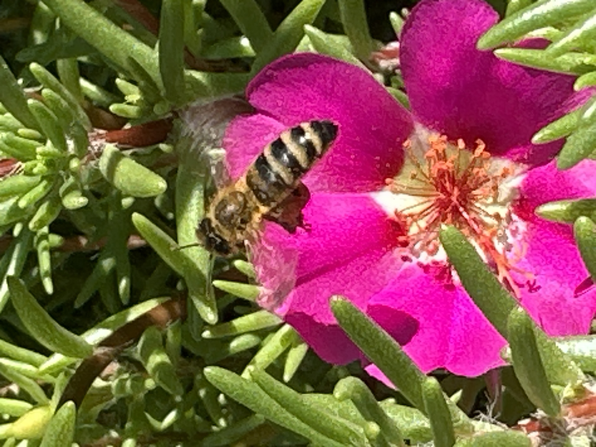 Bees foraging on garden flowers in Lobacheve, Ukraine
