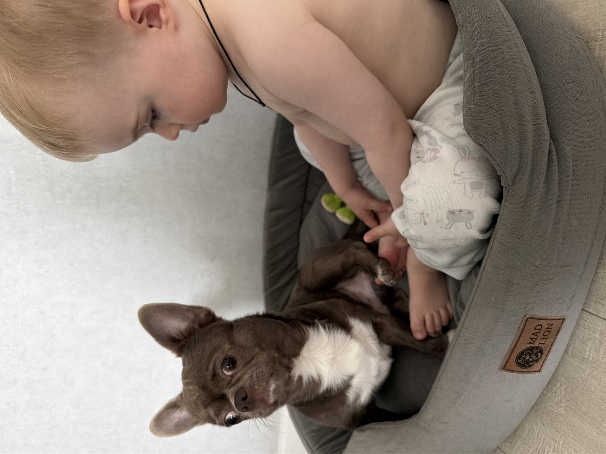 Toddler shares dog bed with Chihuahua during playtime in Russia
