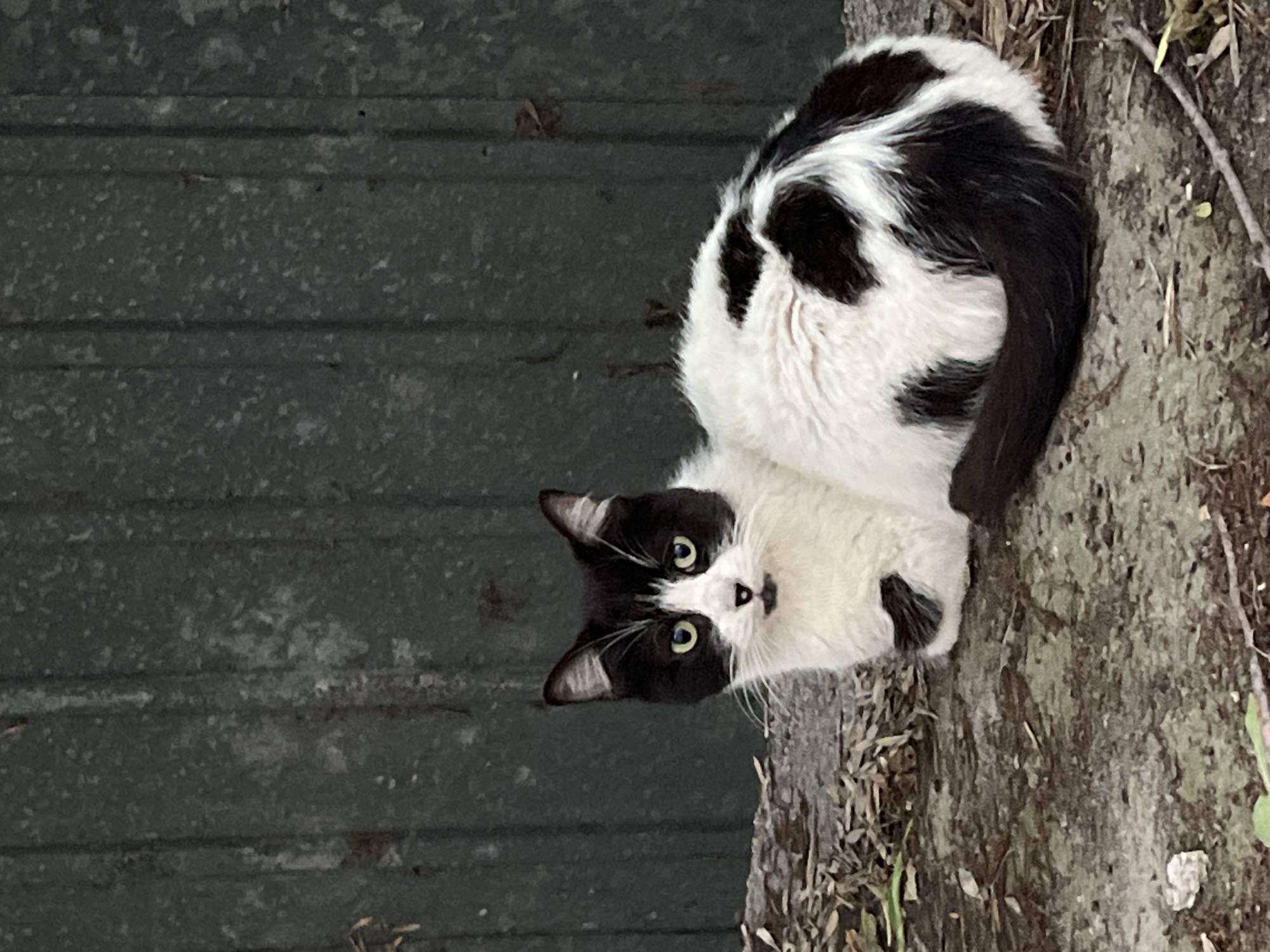 Evening street cats and cooking scenes documented in Pazardzhik