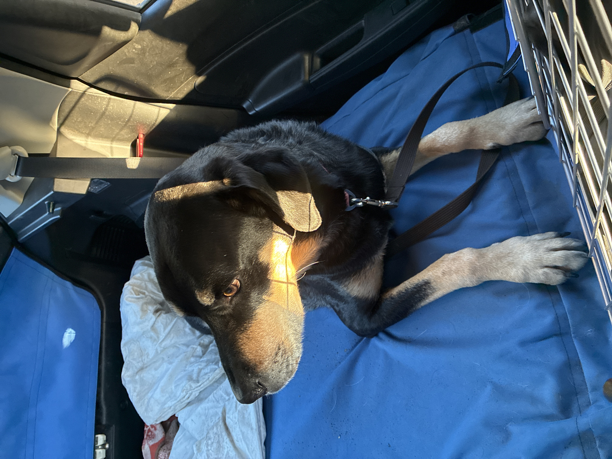 Dog rests in vehicle back in London