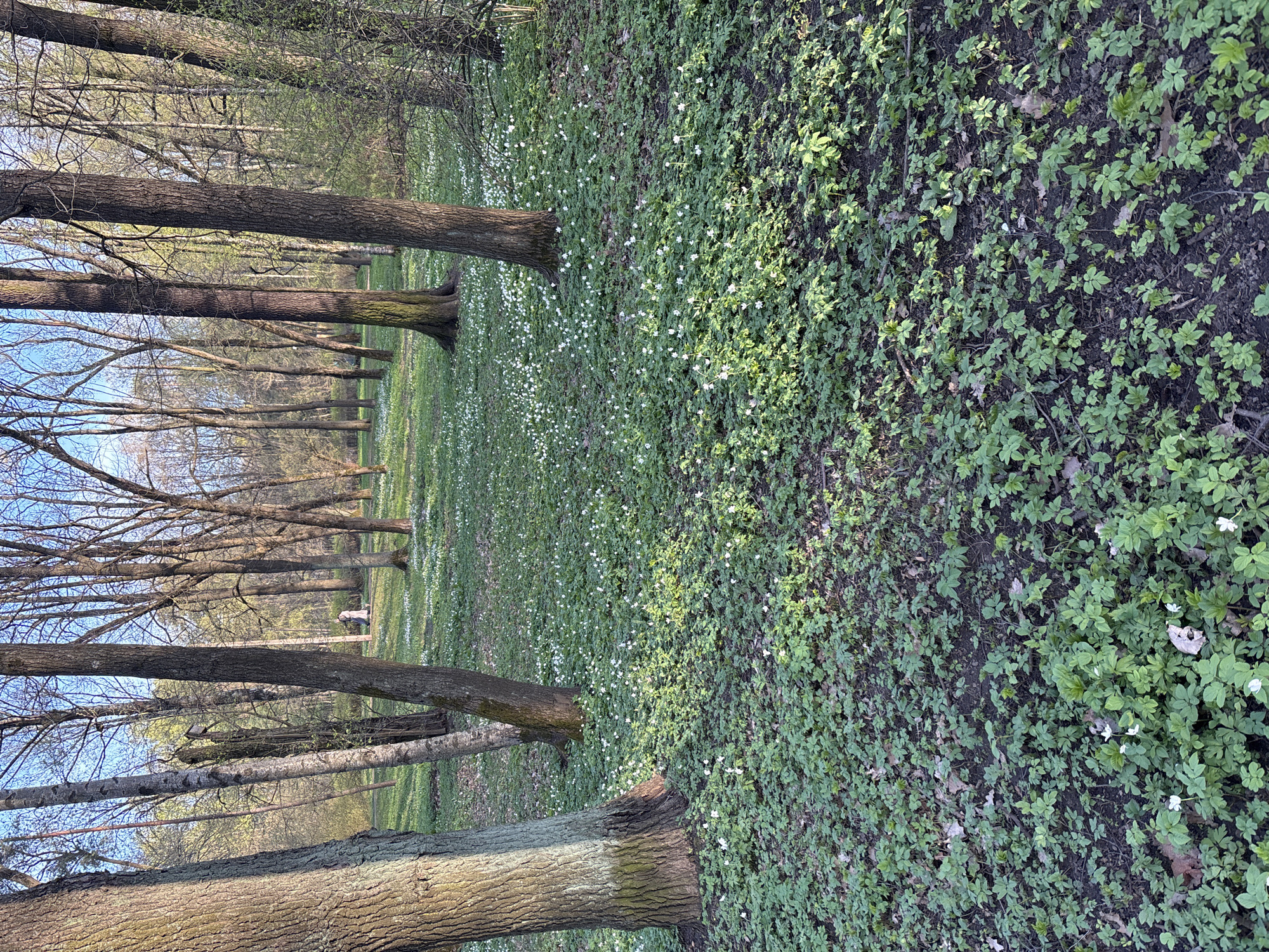Spring scenes documented across Saint Petersburg parks and transit
