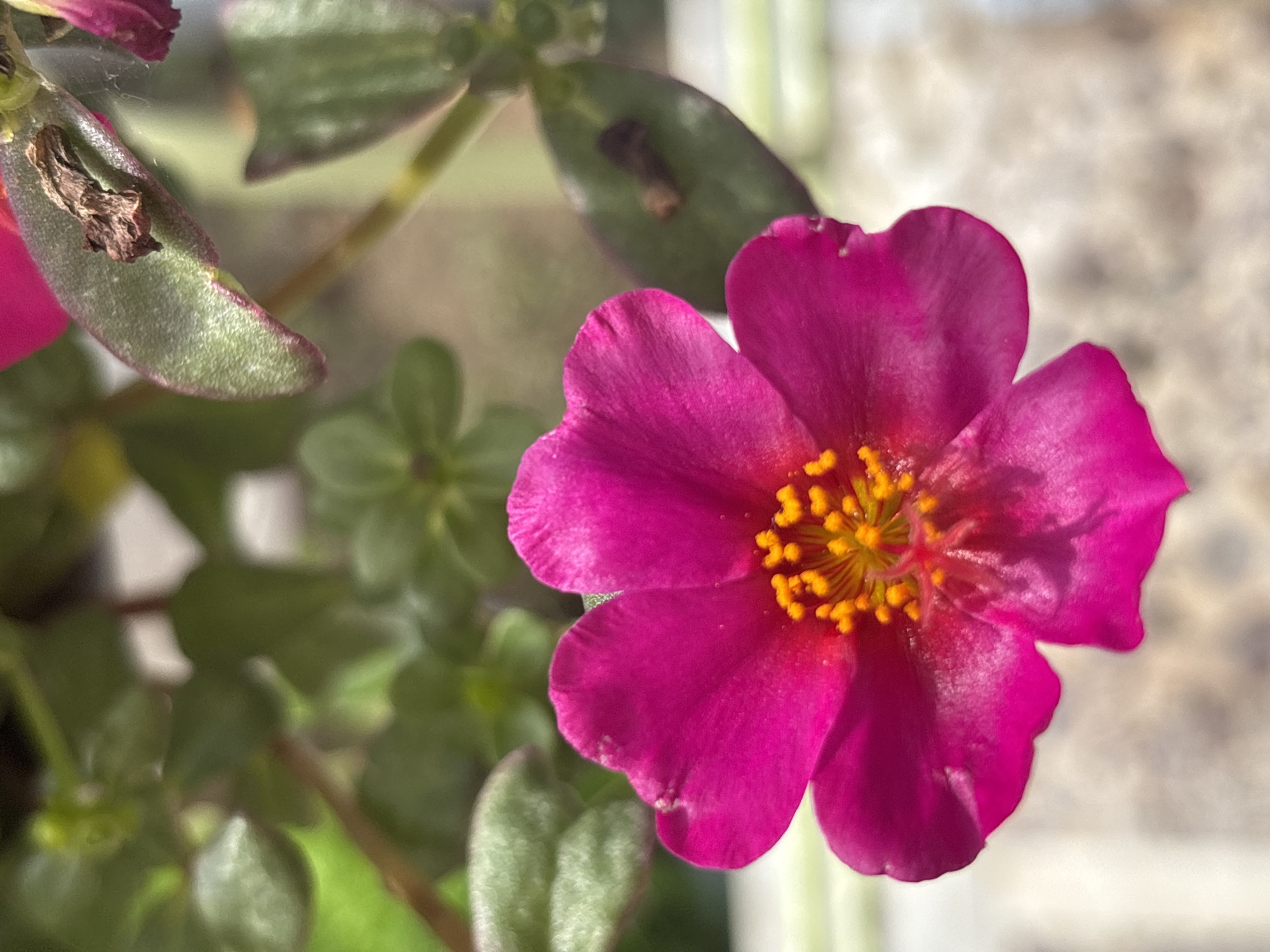 Seaside café garden in full bloom, Mandra, Greece