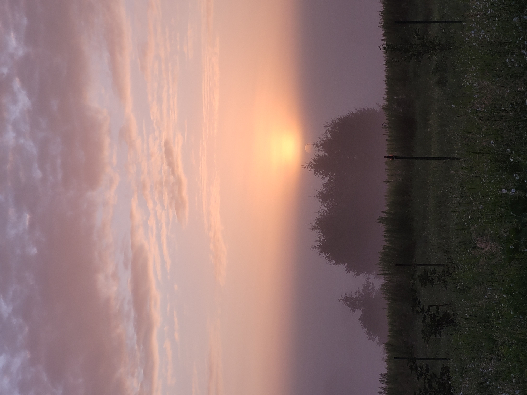 Hazy summer sunrise over a rural Belarusian treeline