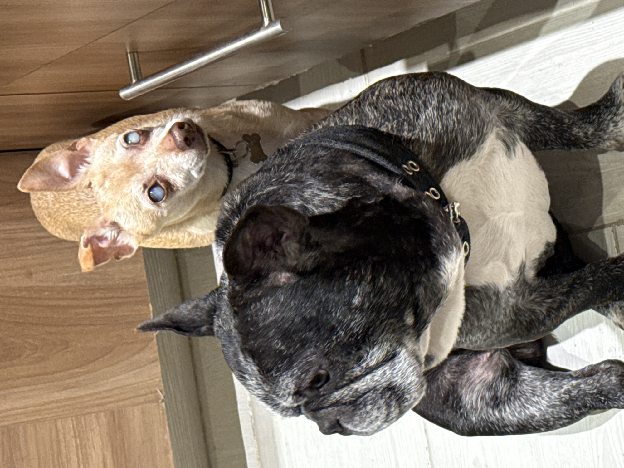 Two French Bulldogs rest together indoors in Mexico City