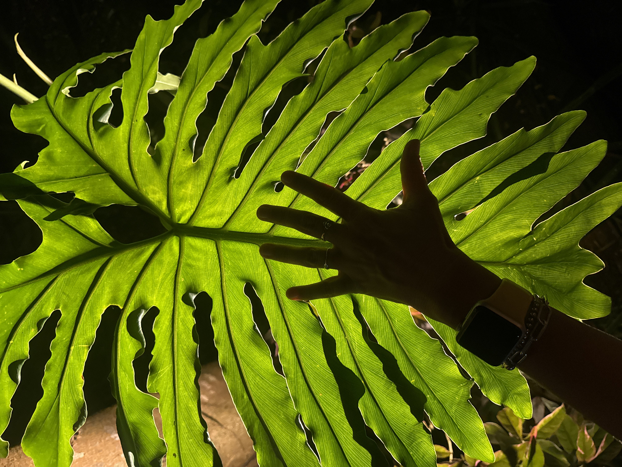 Tropical foliage and nighttime streets documented in Kuta Selatan