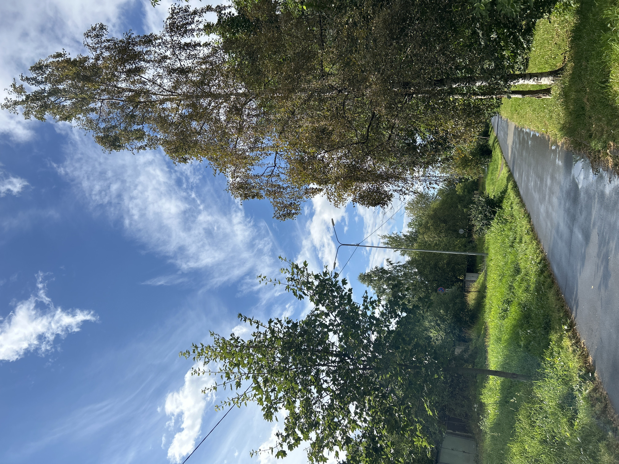 Tree-lined paths and roads on a clear summer day