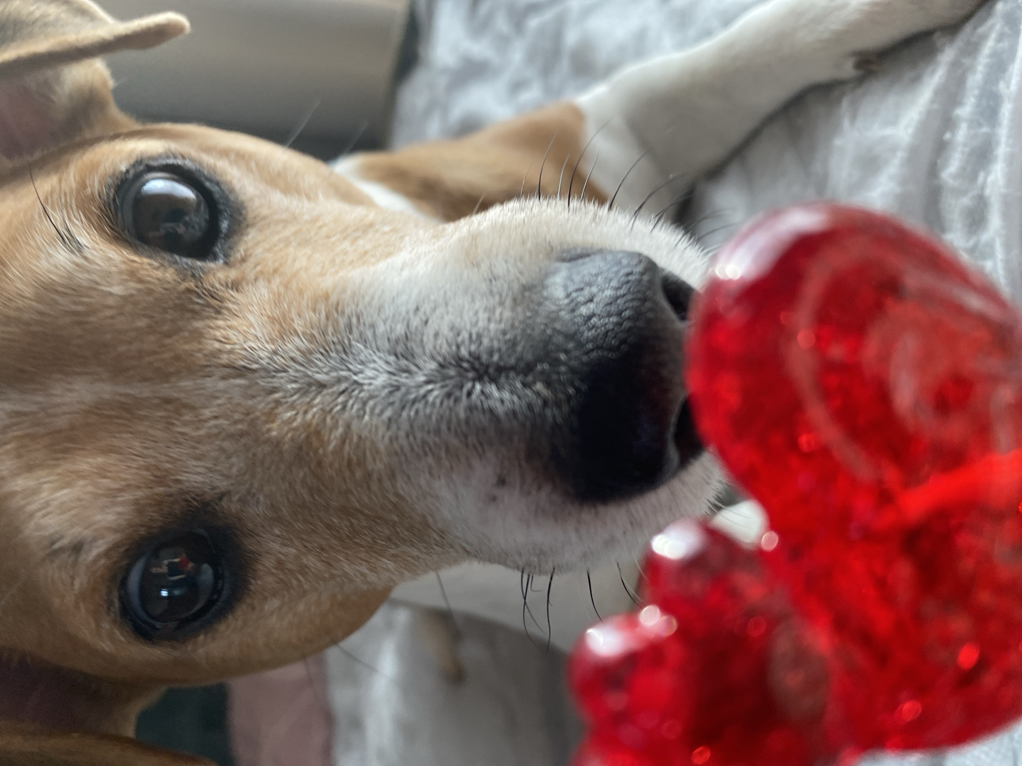 Child and dog share morning moment with lollipop