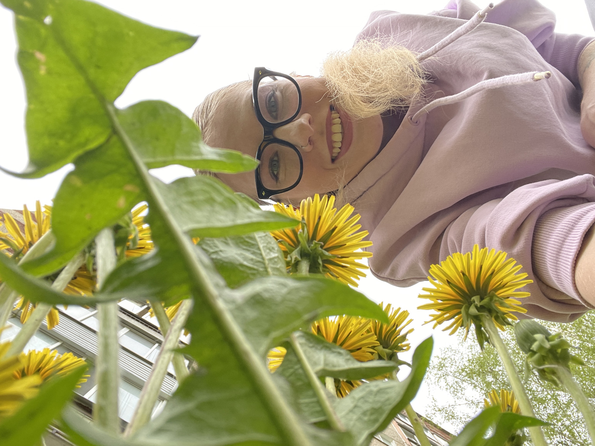 Spring dandelion gathering observed in Izhevsk park