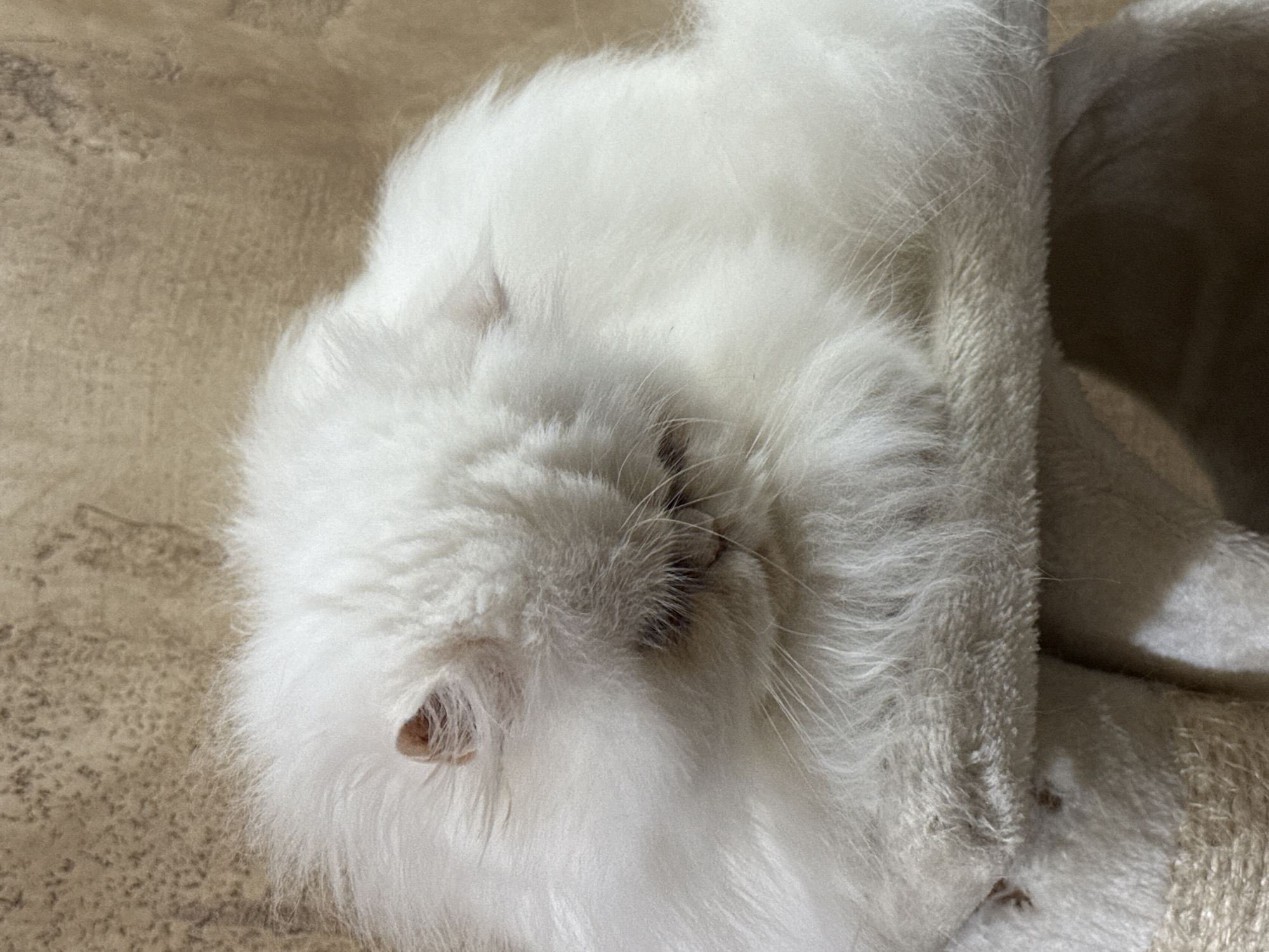 Cats photographed in cozy domestic scenes in Burgas, Bulgaria