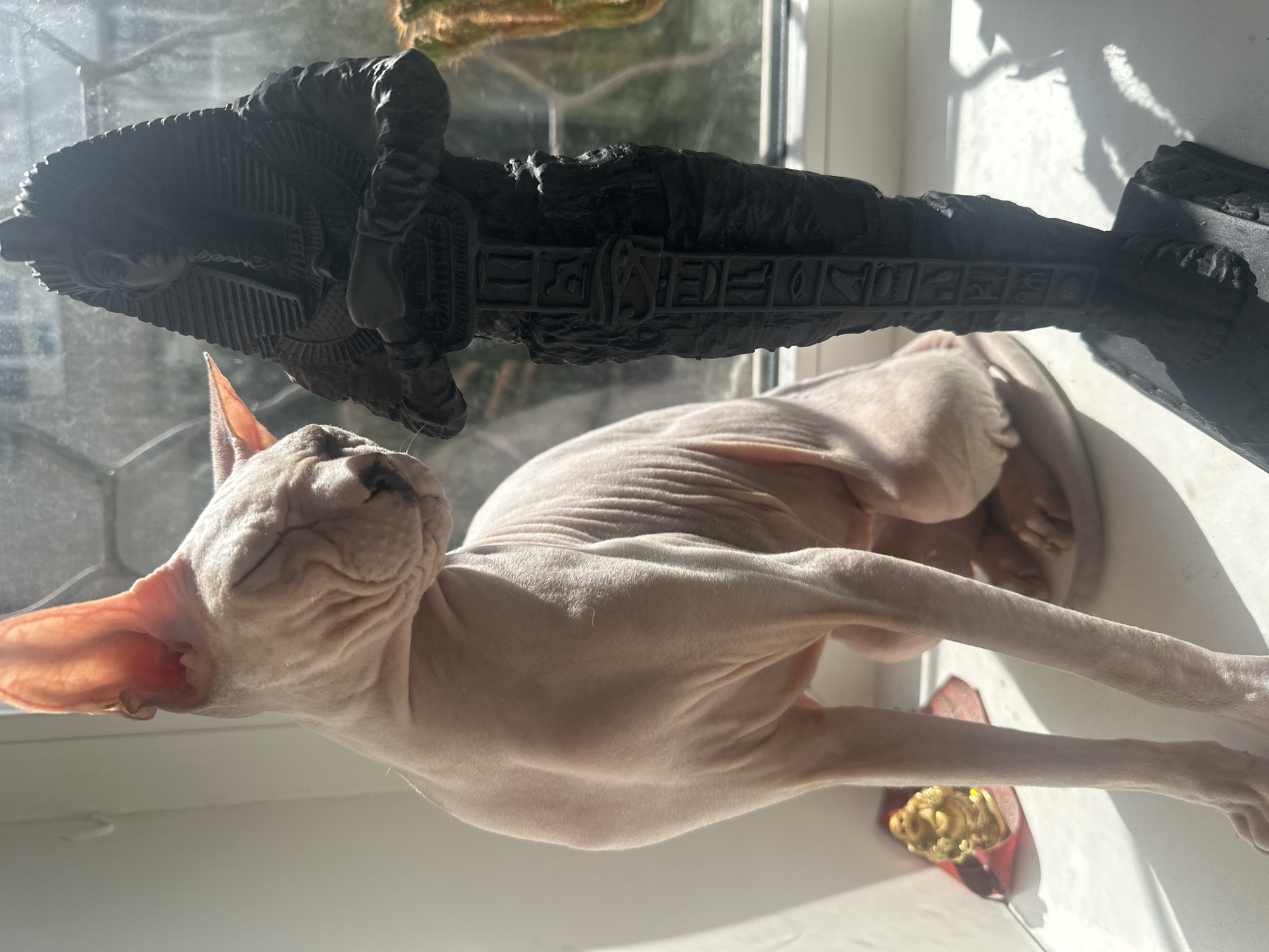 Sphynx cat's lazy windowsill morning, Togliatti