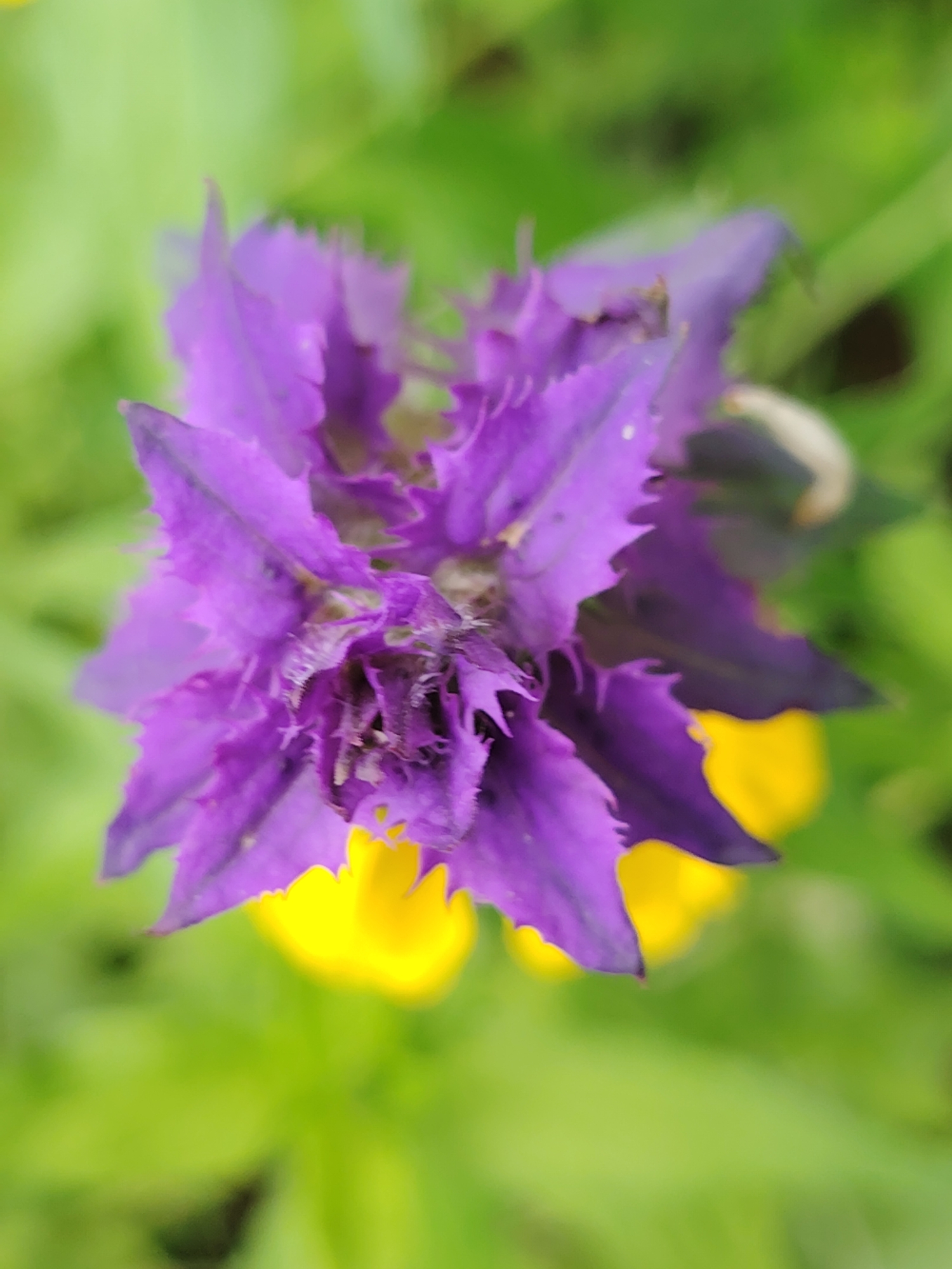 Spring wildflowers documented during countryside walk in rural Belarus