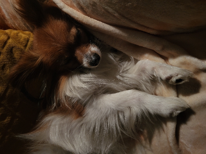 Woman and Papillon dog share quiet evening moments in Budva