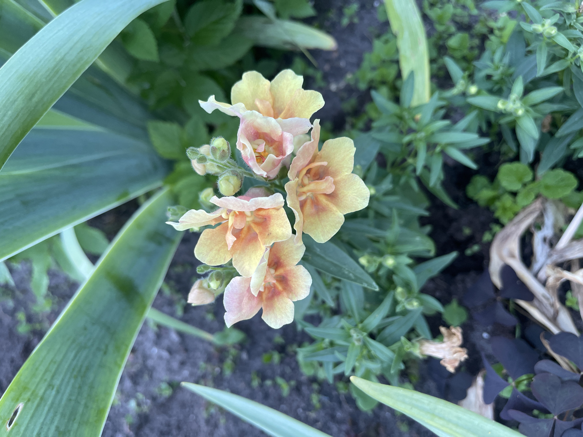 Summer afternoon in a Jelgava backyard garden