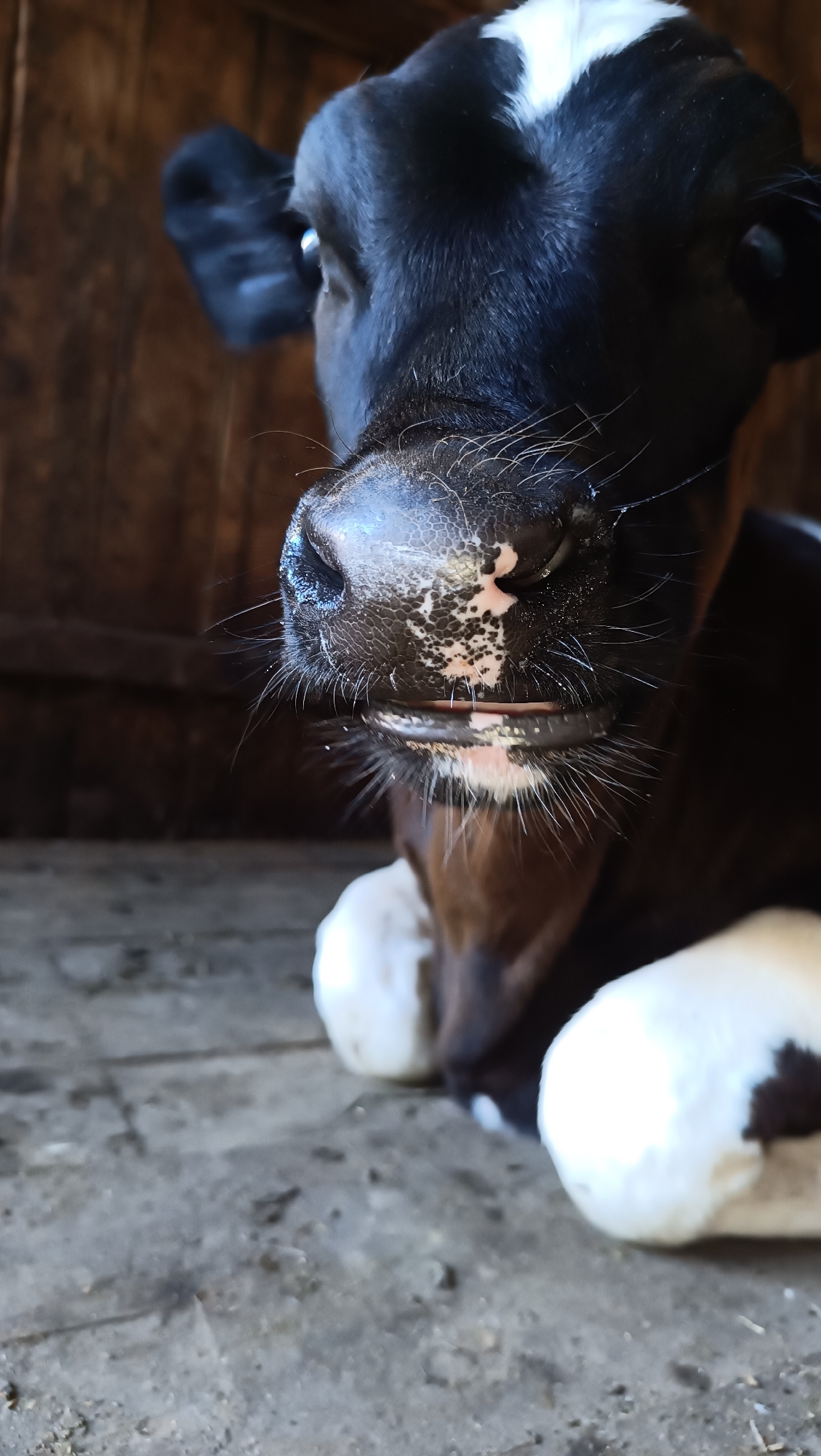 Barn visit with a newborn calf and a leopard-print jacket