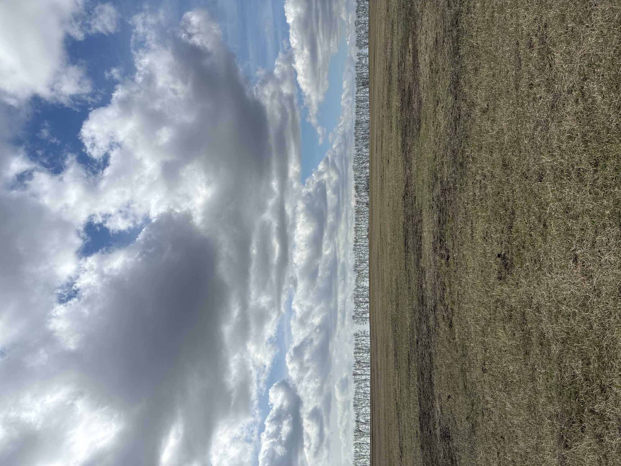 Dairy cattle graze in rural pasture during early morning