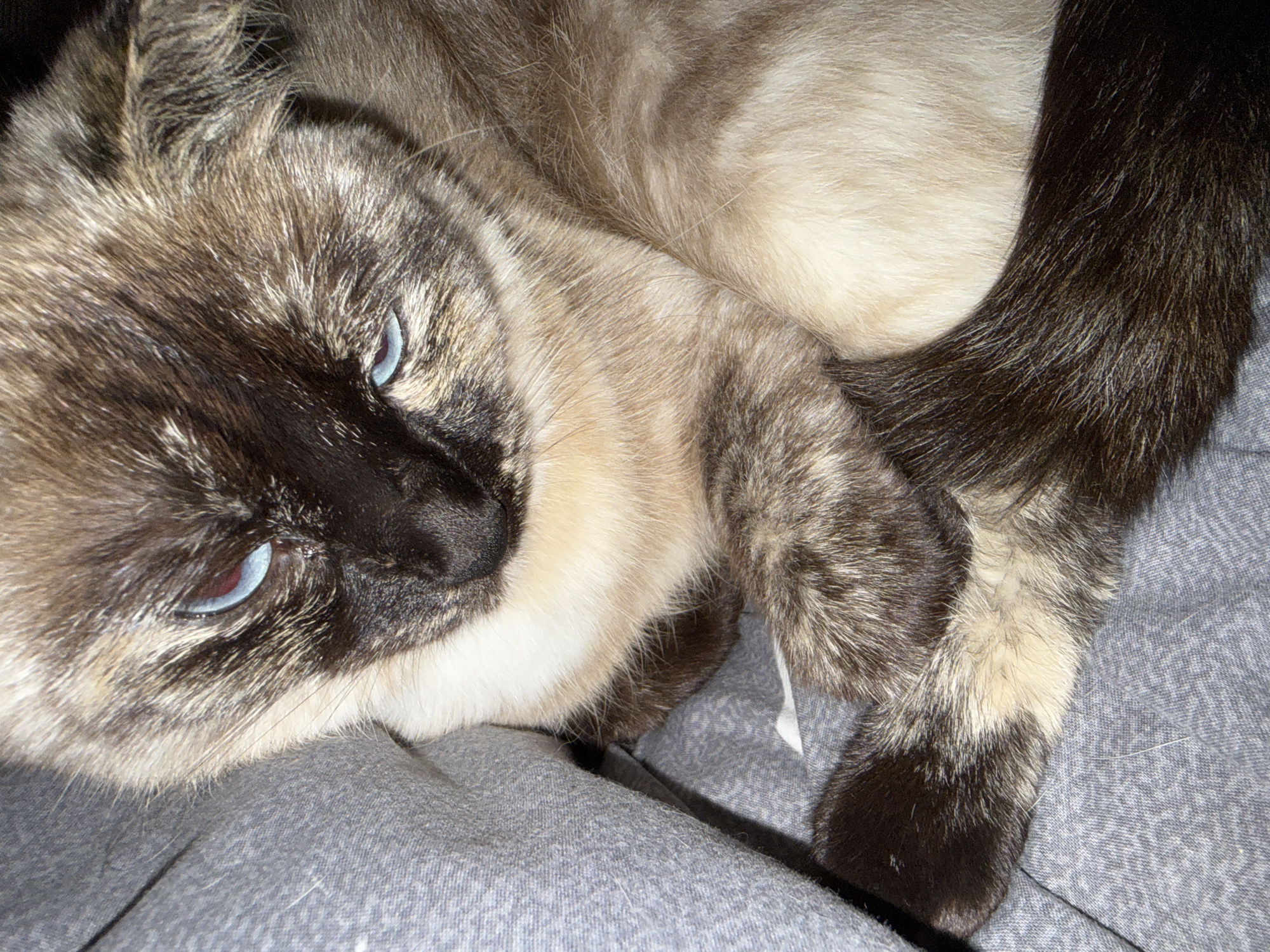 Siamese cat, clutch bag, and ceiling lights at home in Okhtyrka