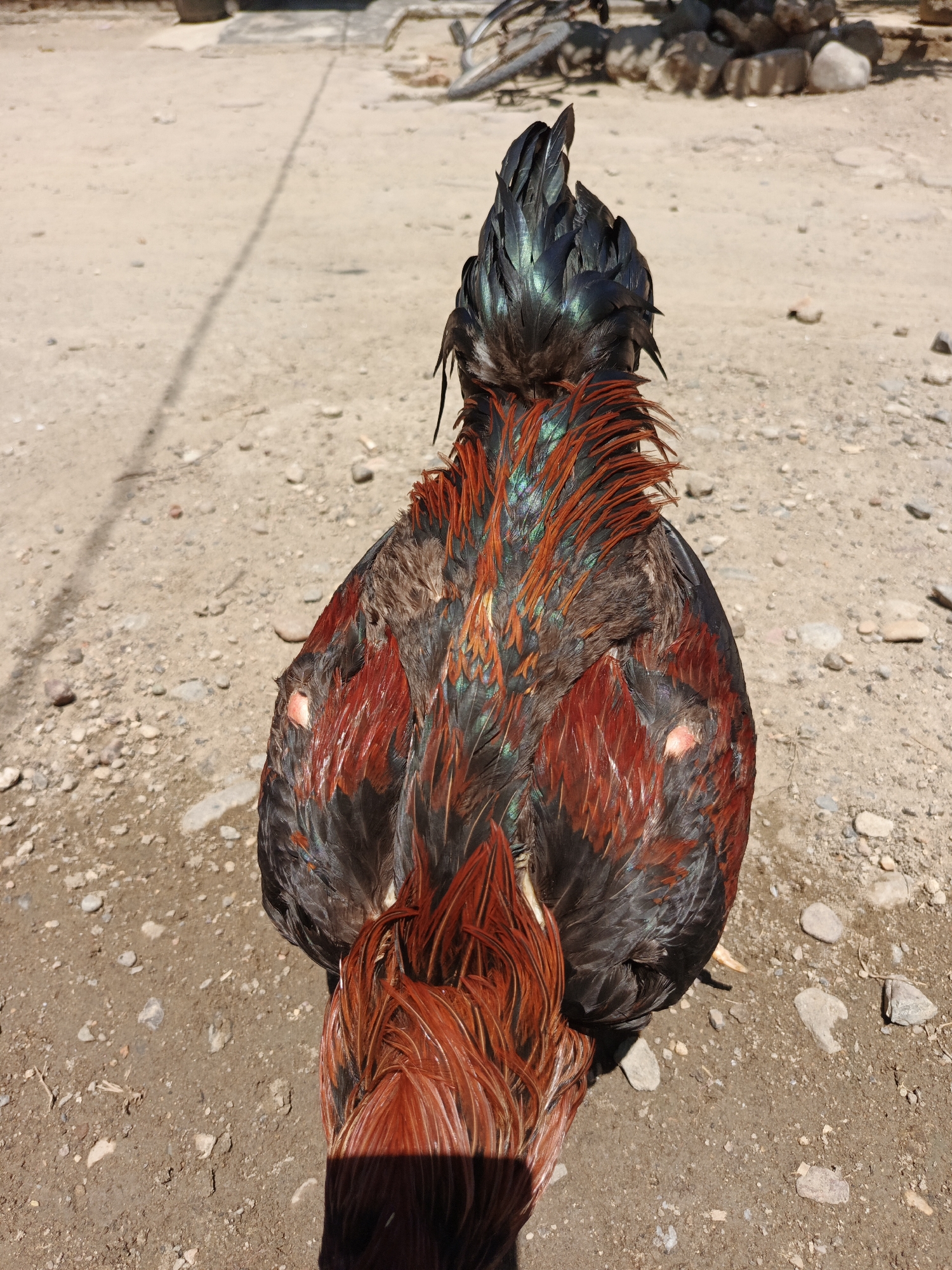 Morning domestic life with chickens, pineapples documented in Lhokseumawe