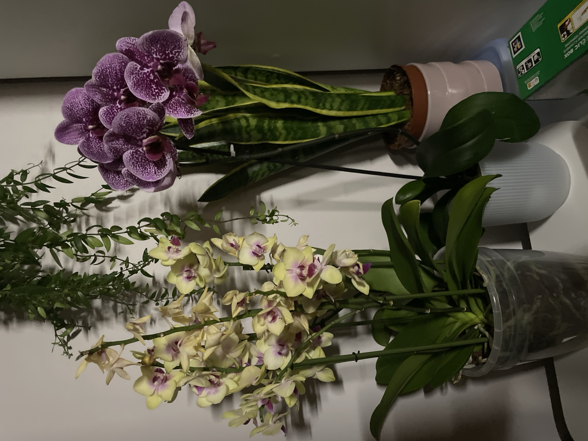 Orchid close-ups and random objects in a casual indoor shoot
