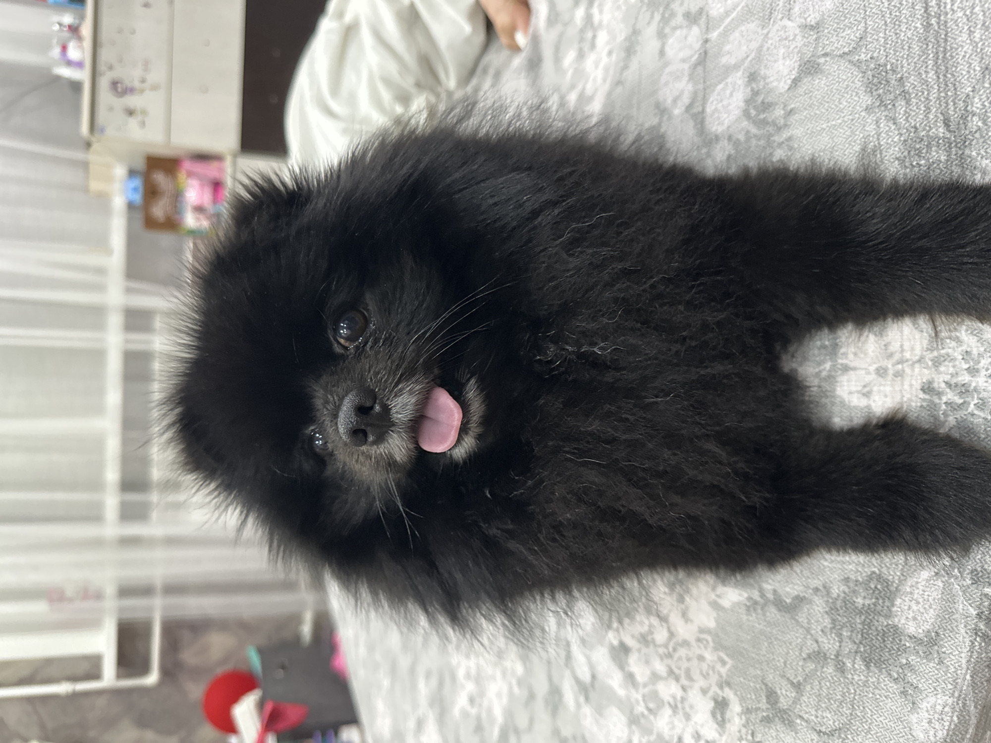 Black Pomeranian relaxing on a bed in Petropavl