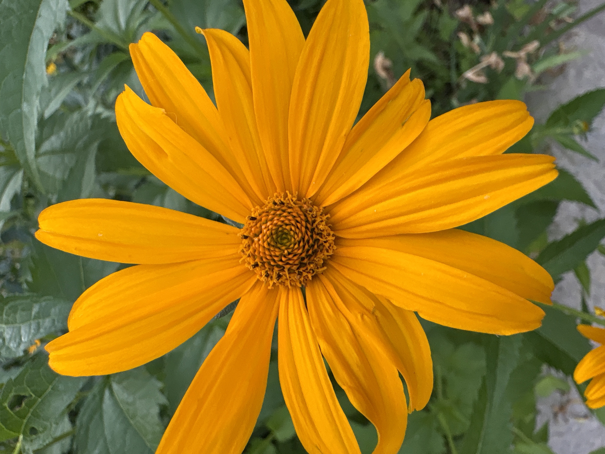 Flowers, fruit, and home details from a quiet Vitebsk afternoon