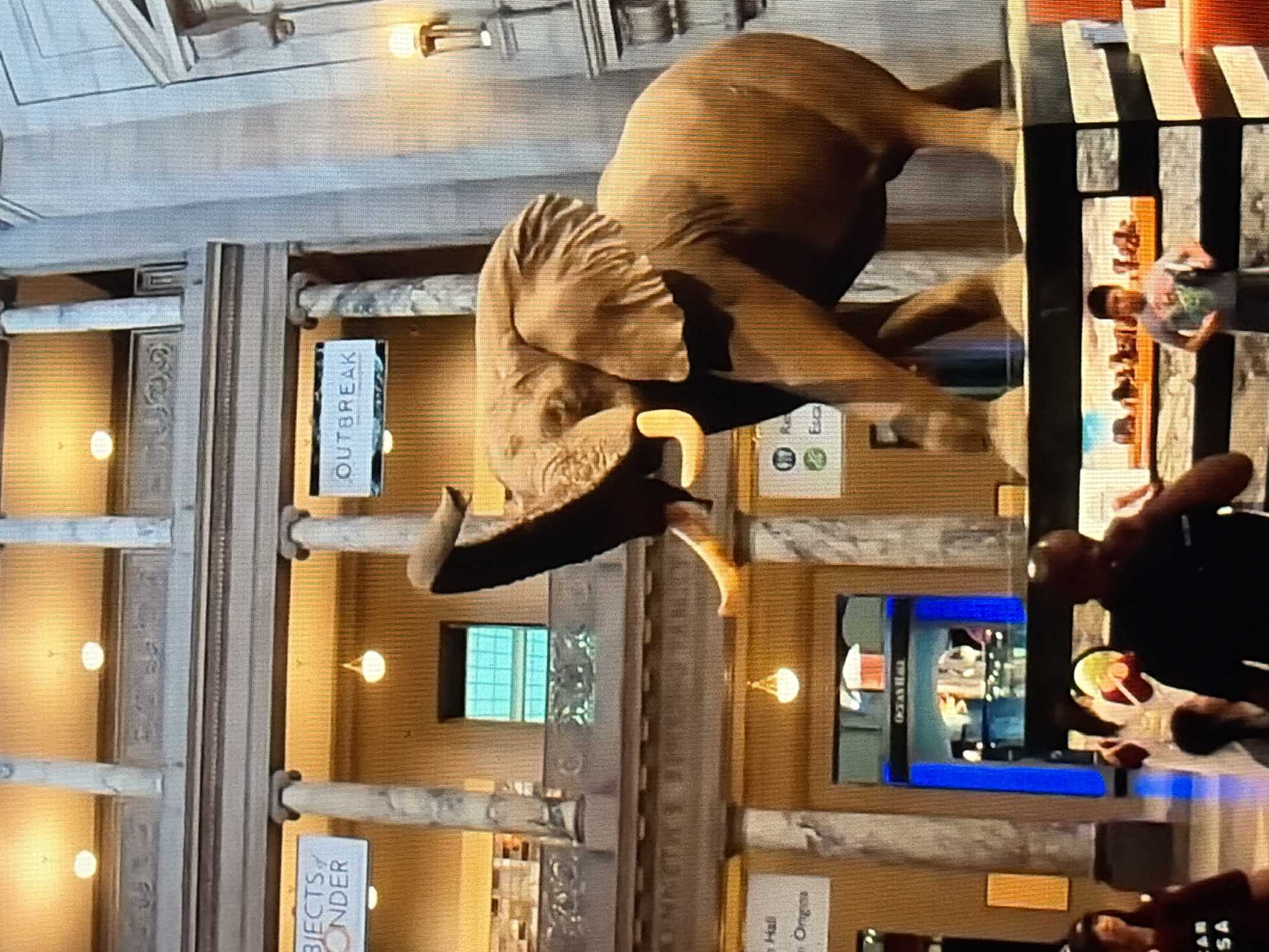Natural history museum exploration: elephants, sharks, and ocean hall
